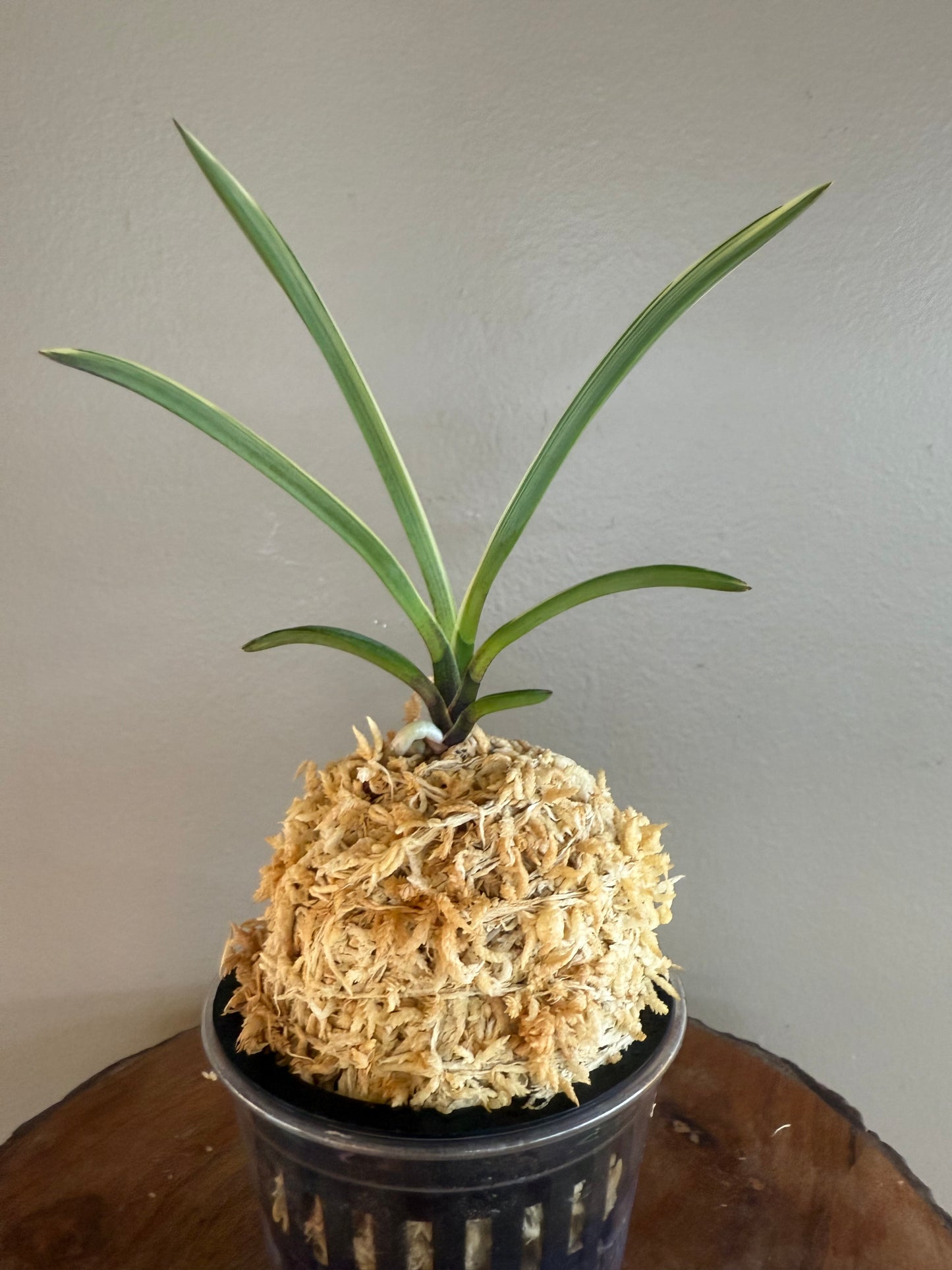 Neofinetia falcata Amami Shiroshima 奄美白縞