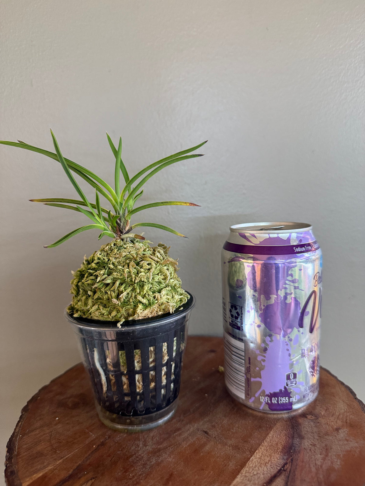 Neofinetia falcata Hanamatoi 花纏