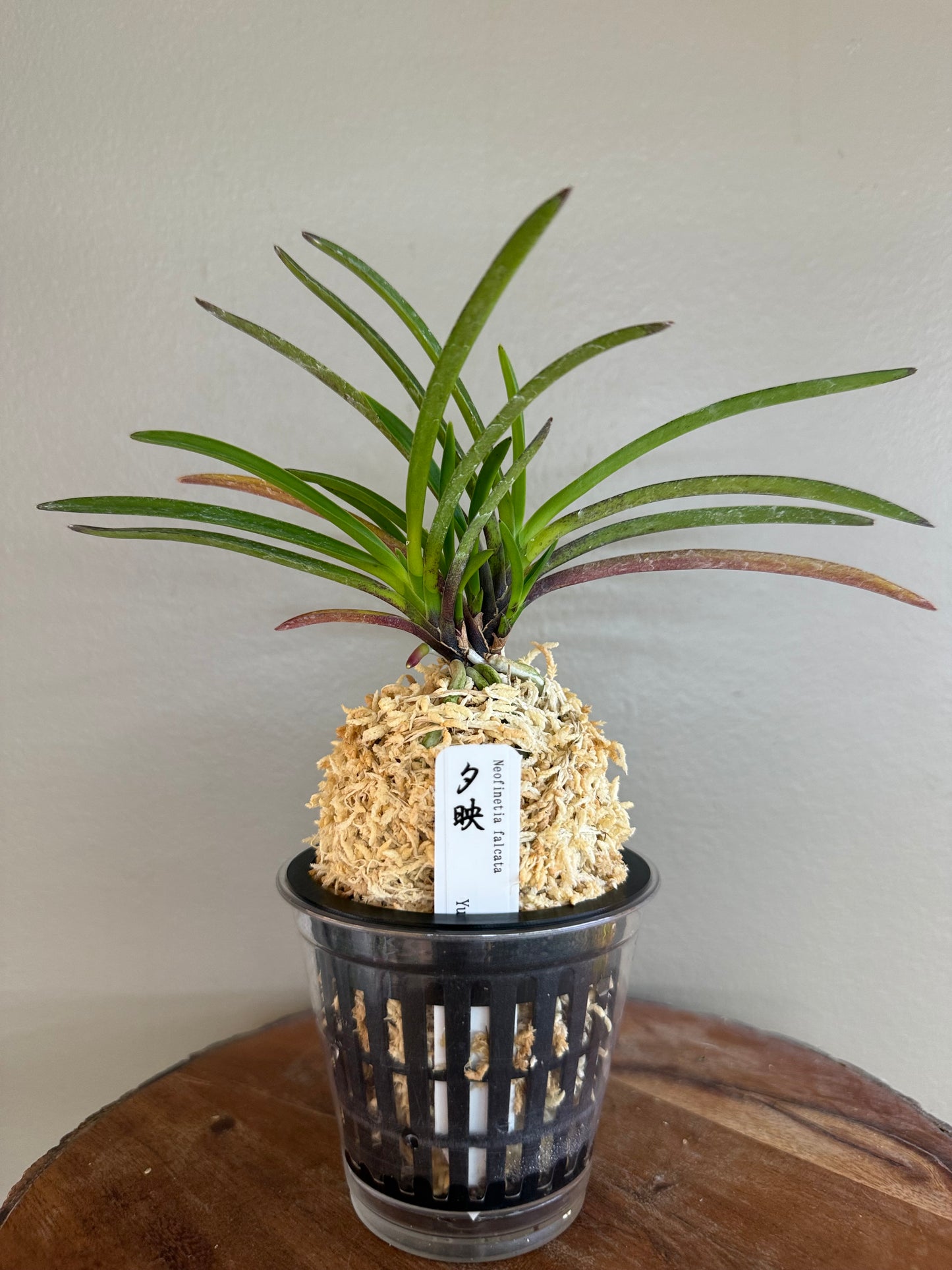 Neofinetia falcata 夕映 Yubae