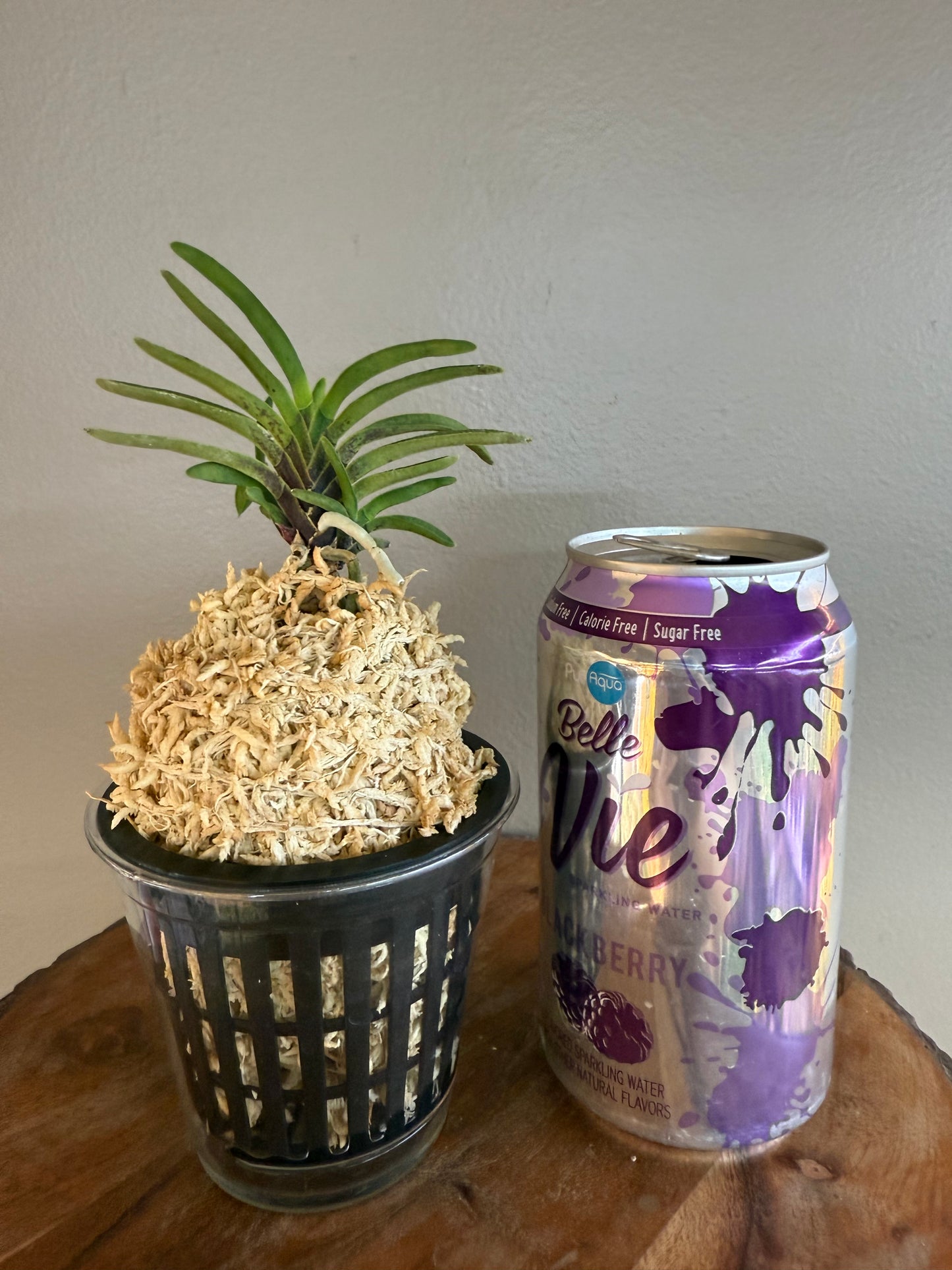 Neofinetia falcata Kinginrasha 金銀羅紗