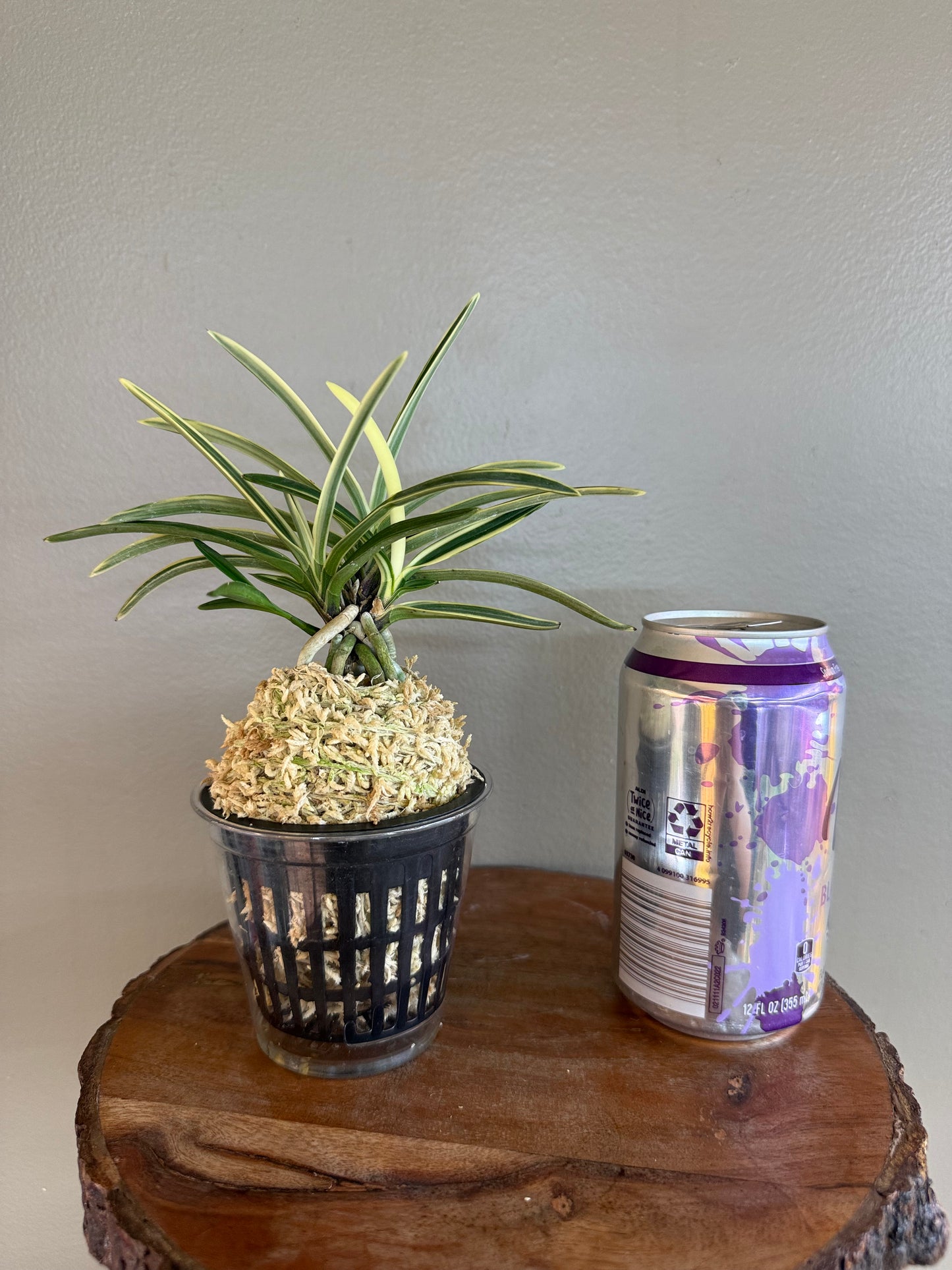Neofinetia falcata Hakuo Fukurin 白皇覆輪