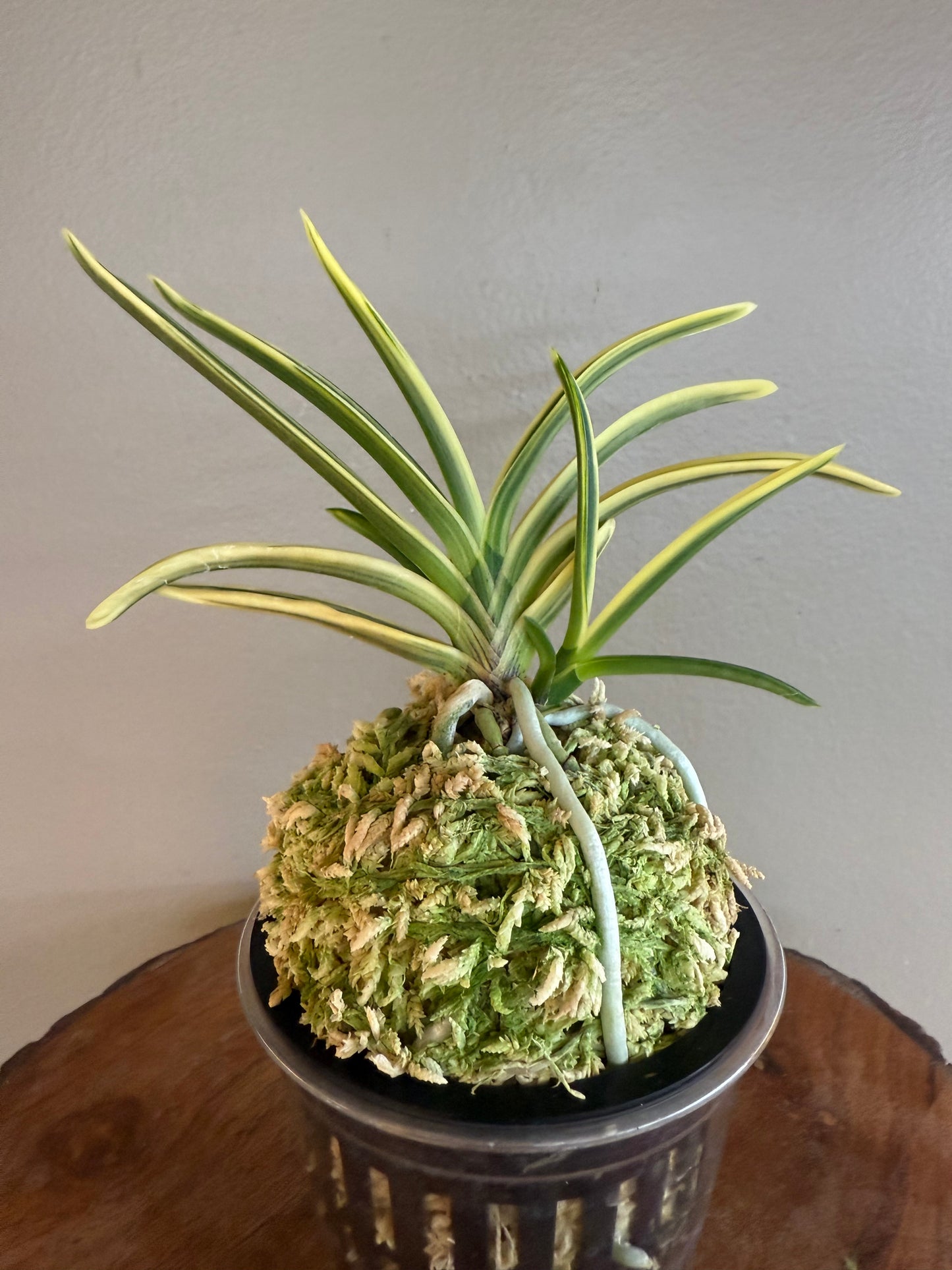 Neofinetia falcata Yuri (Amami Kanpaku) 琉璃