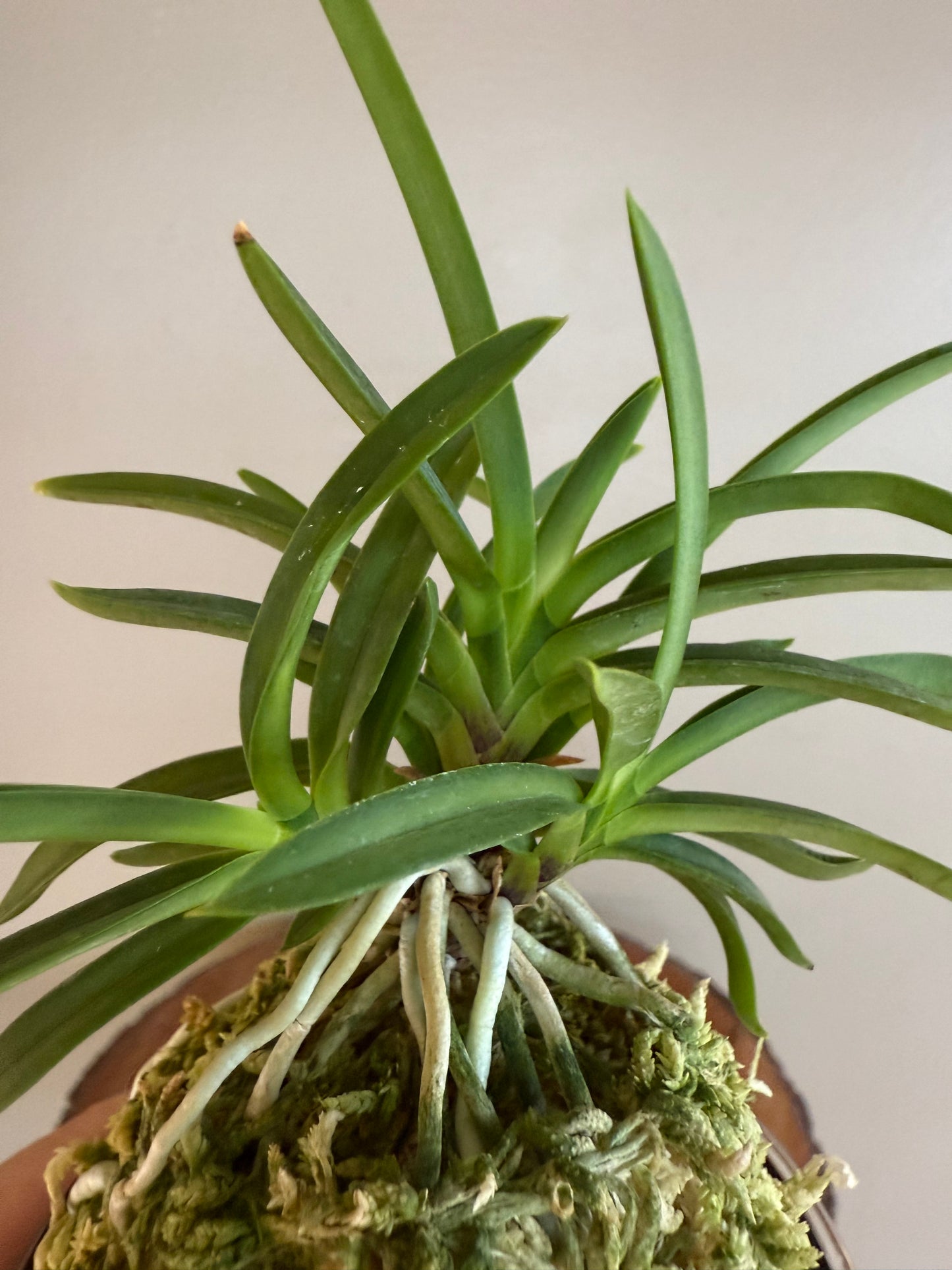 Neofinetia falcata Homeiden 豊明殿