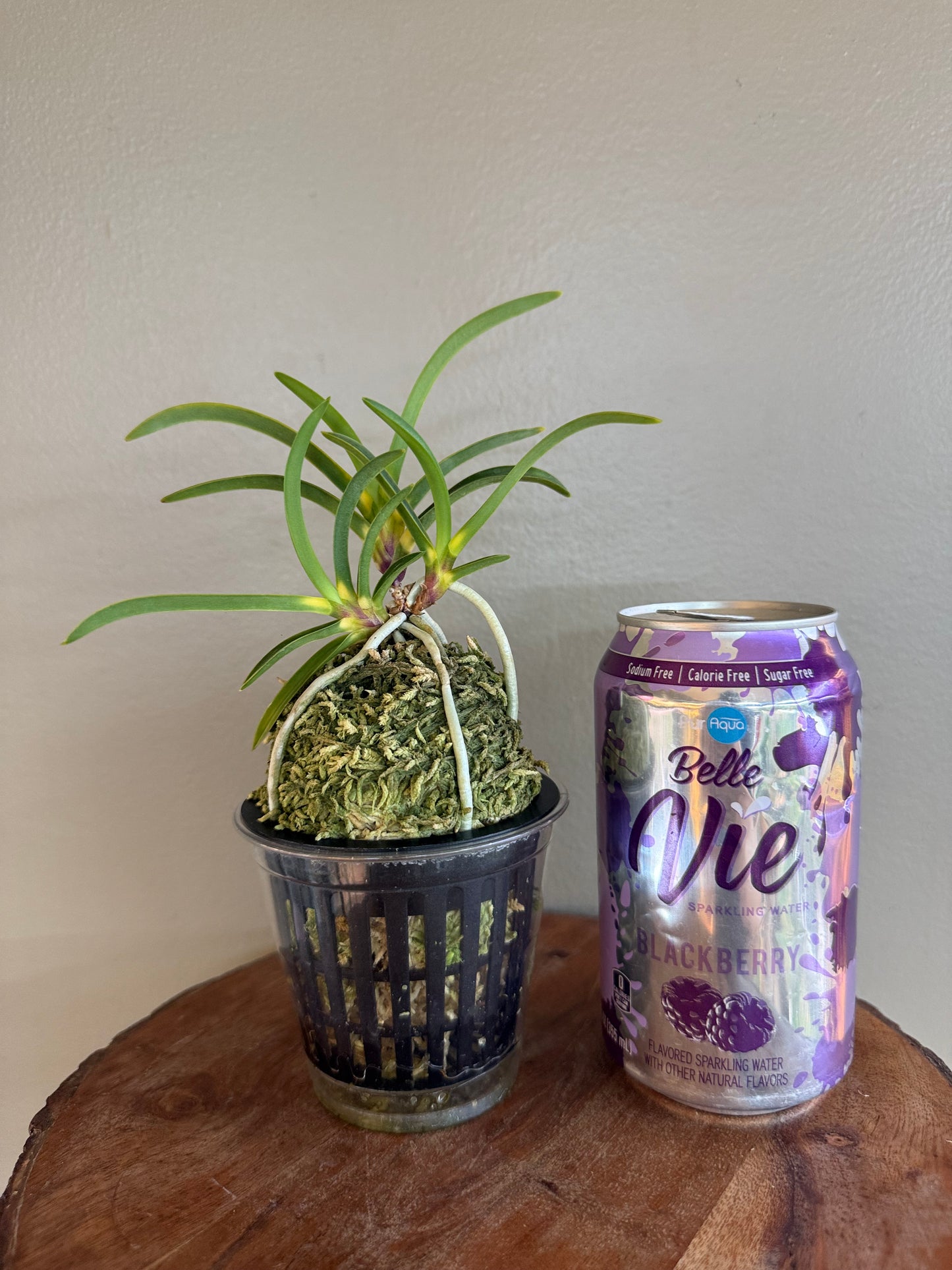 Neofinetia falcata Shingetsu 真月