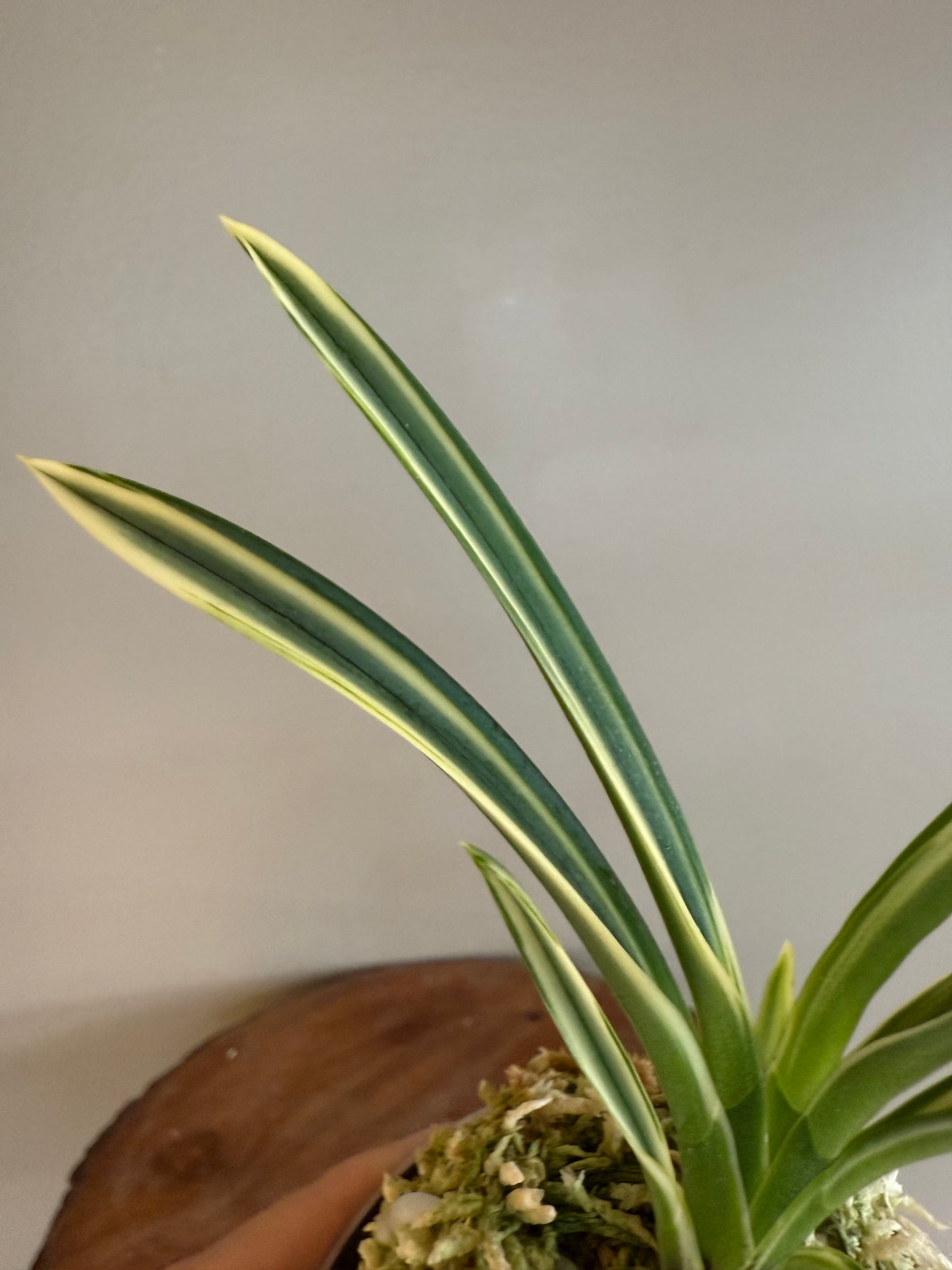 Neofinetia falcata Seoringeum 雪印錦
