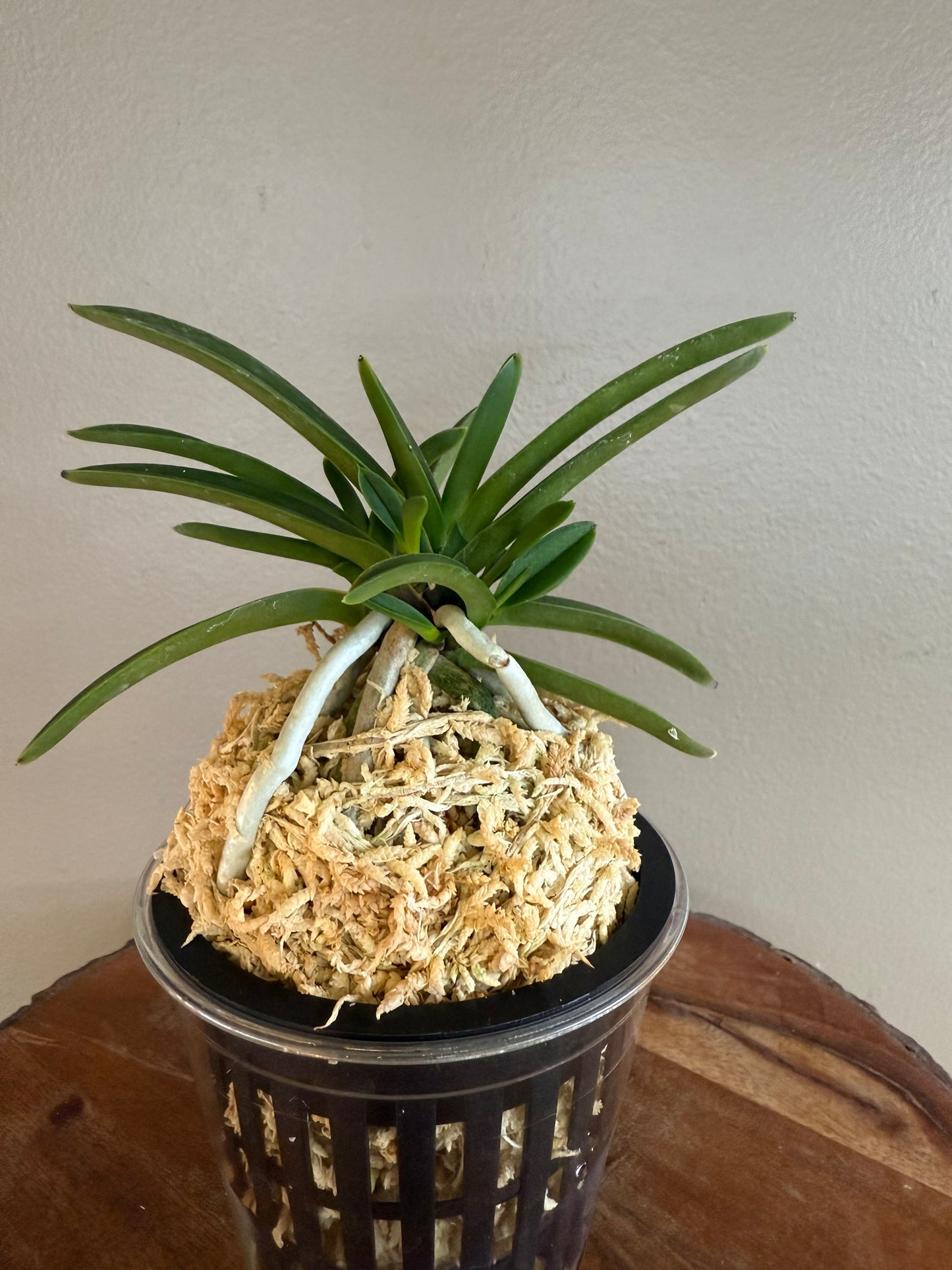 Neofinetia falcata Honghyeon 紅玄