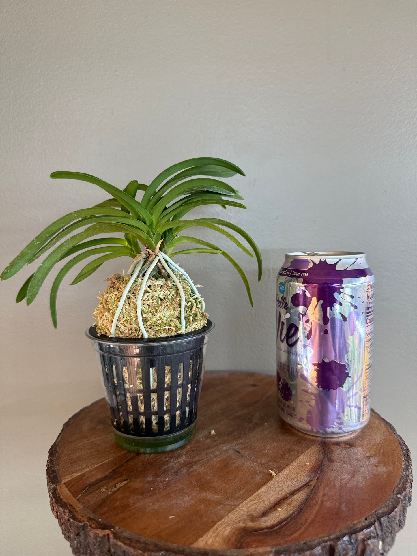 Neofinetia falcata Honggang 紅綱