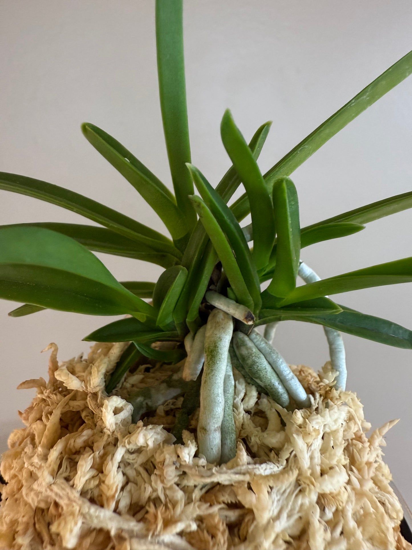 Neofinetia falcata Hisui 翡翠