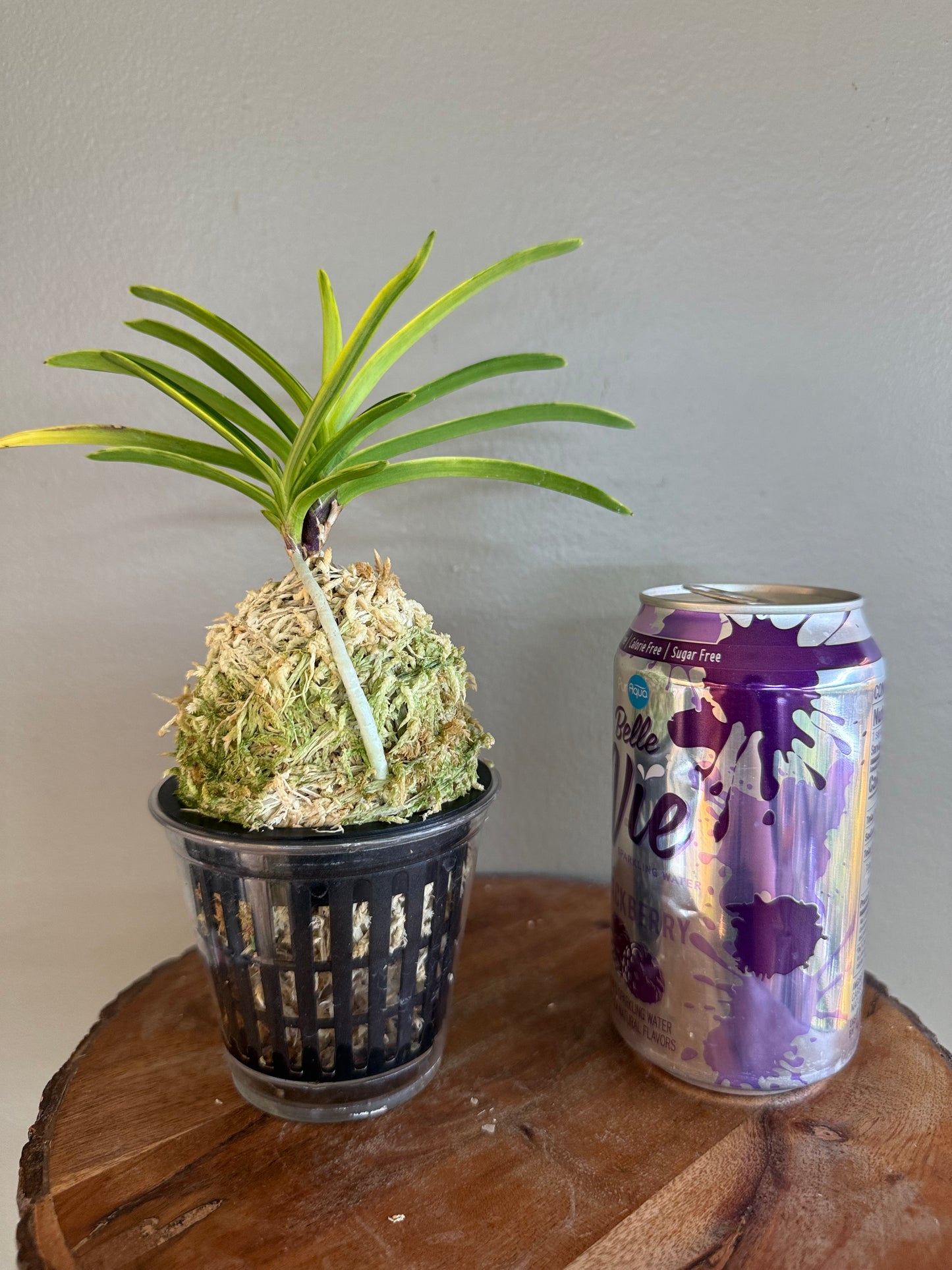 Neofinetia falcata Shukou Nishiki 秋紅錦