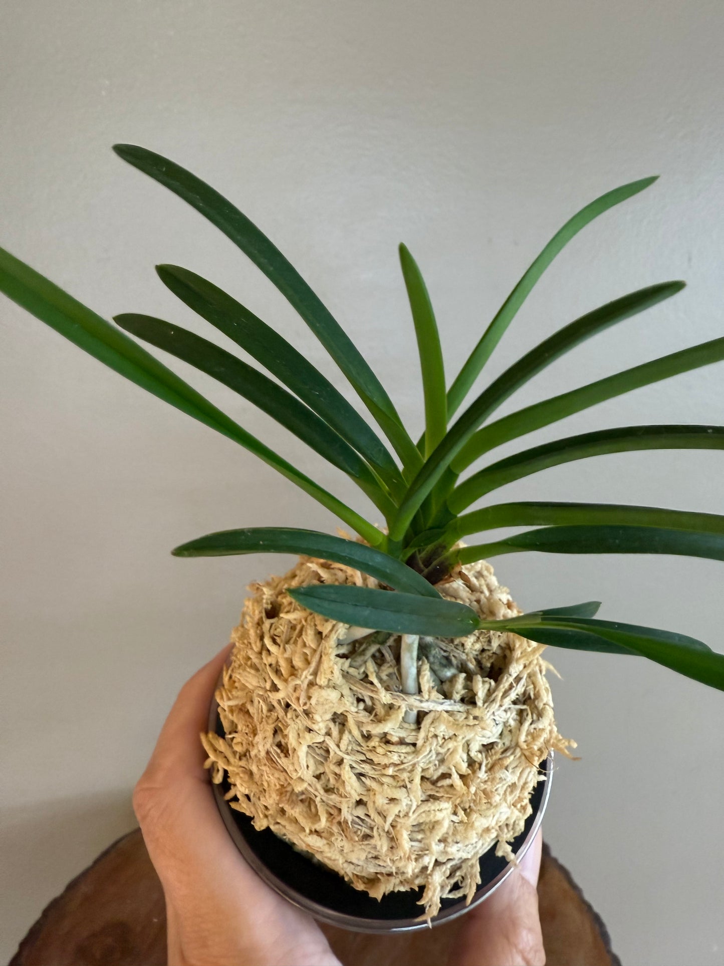 Neofinetia falcata Benisuzume 紅雀