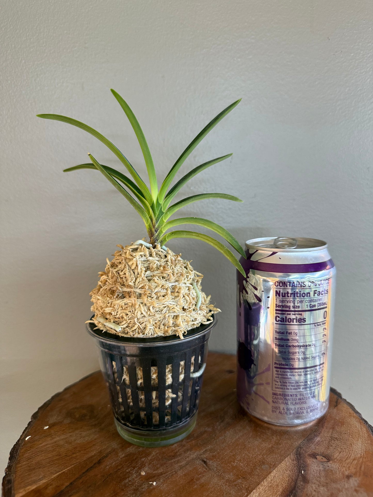 Neofinetia falcata Hakutenko 白天晃