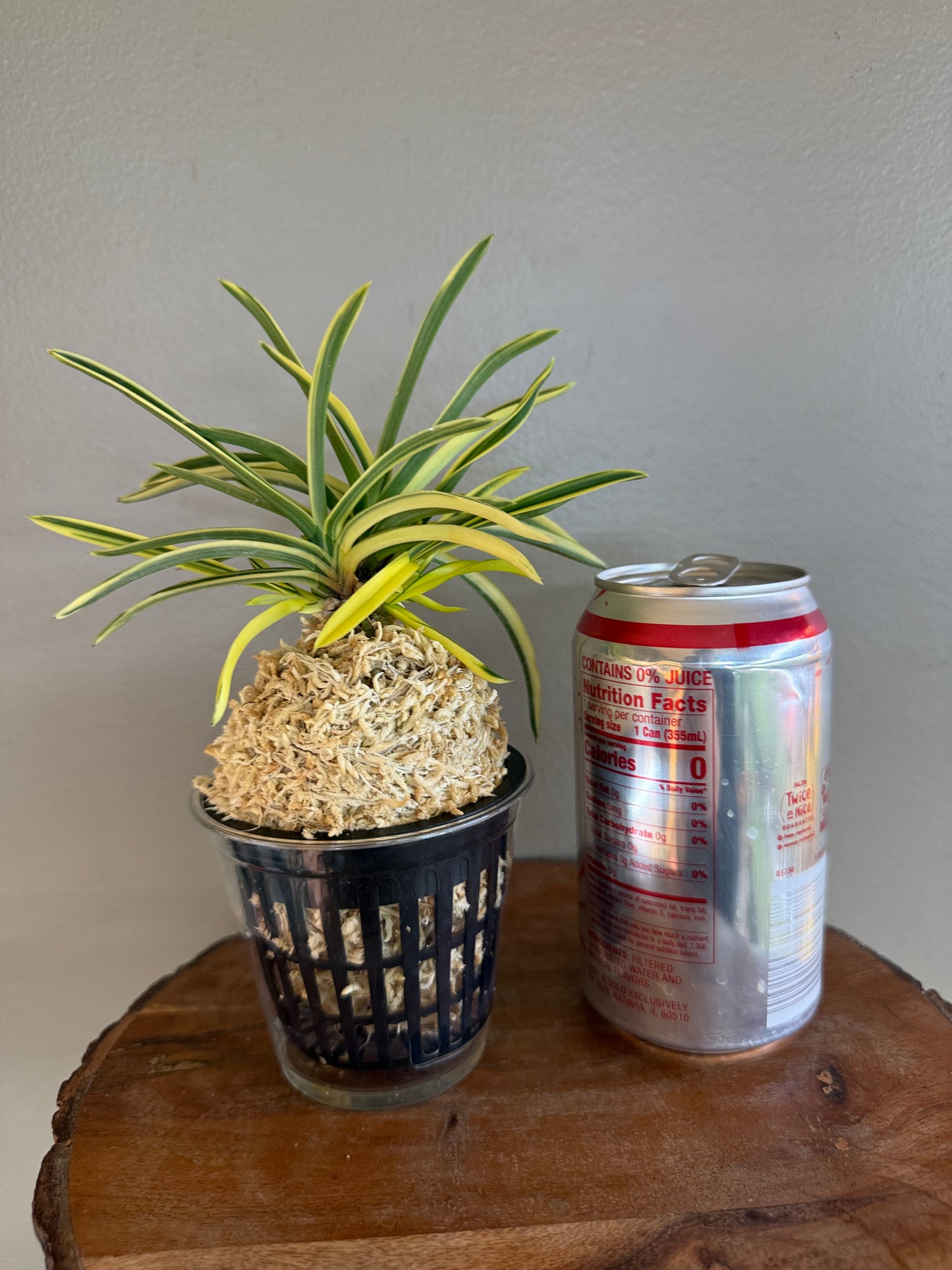 Neofinetia falcata shishinden 紫宸殿