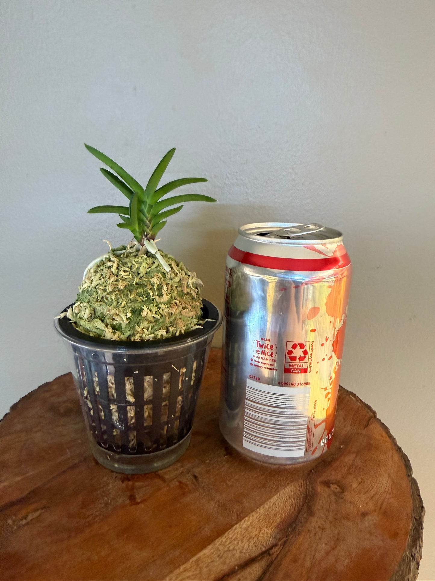 Neofinetia falcata Buyong 芙蓉