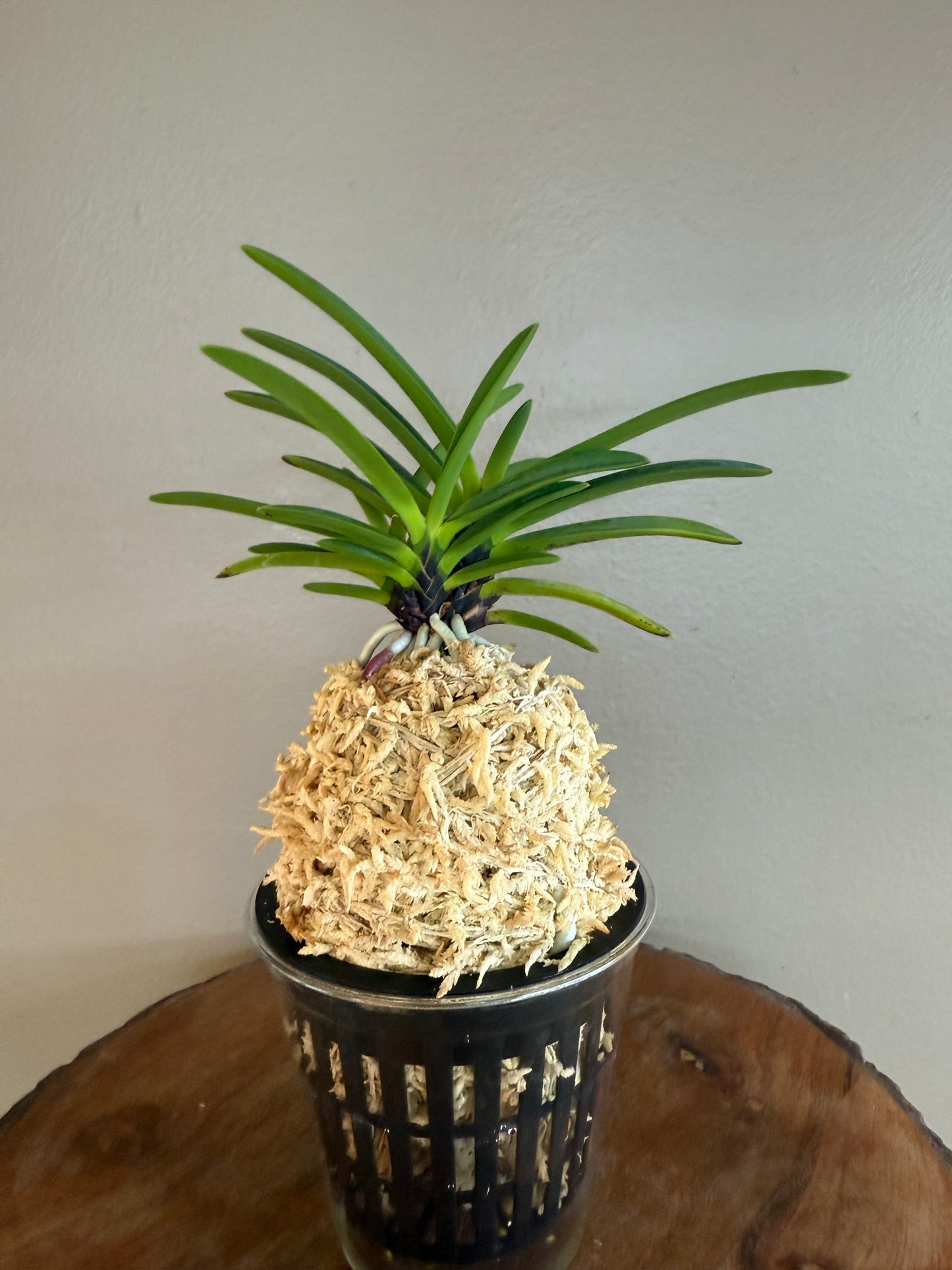 Neofinetia falcata Hanakanzashi 花簪