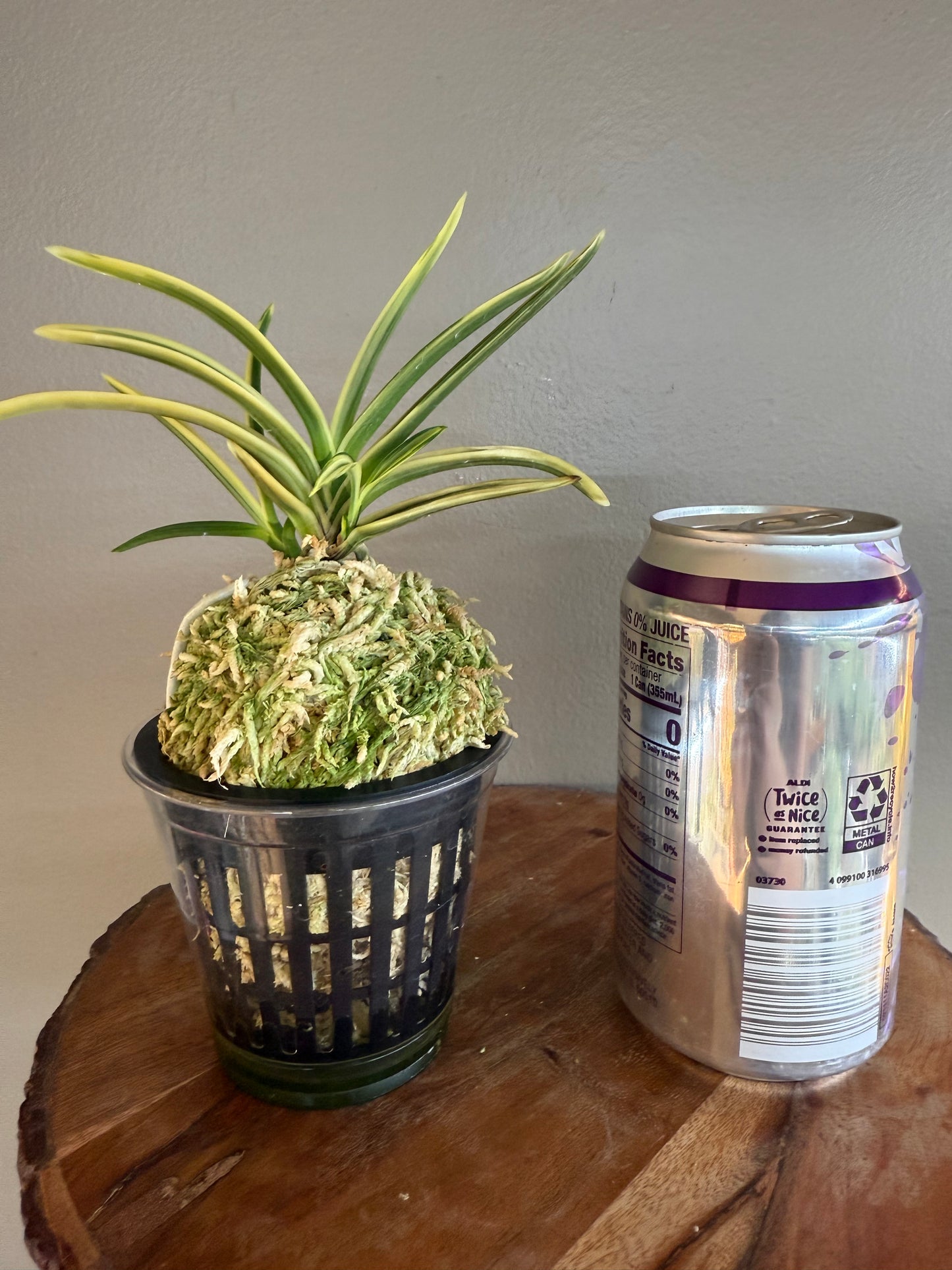 Neofinetia falcata Yuri (Amami Kanpaku) 琉璃