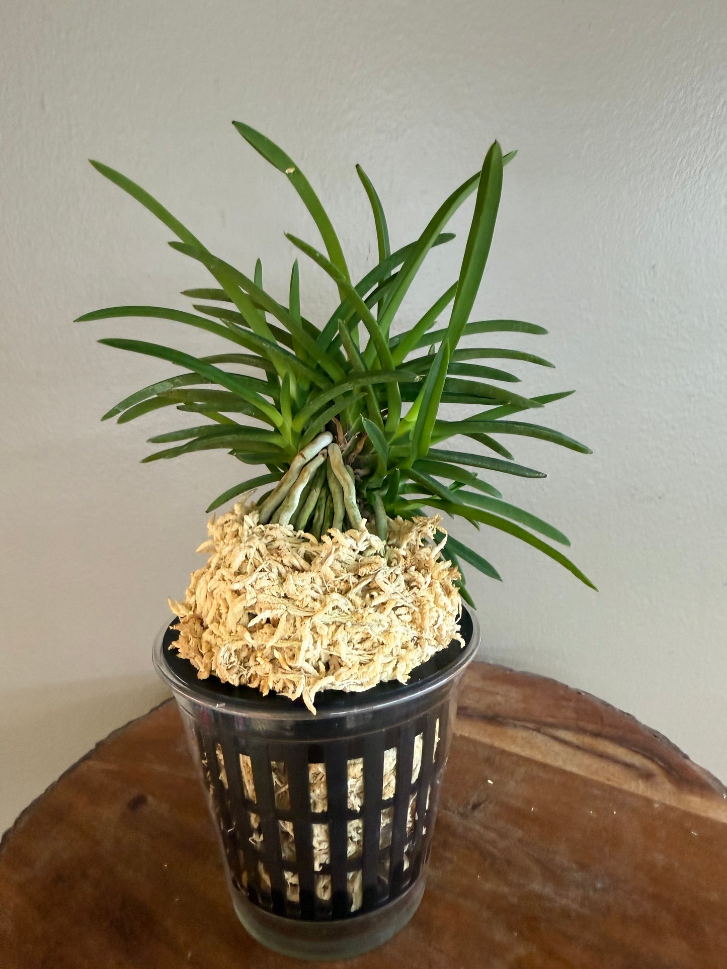Neofinetia falcata Benitengu 紅天狗