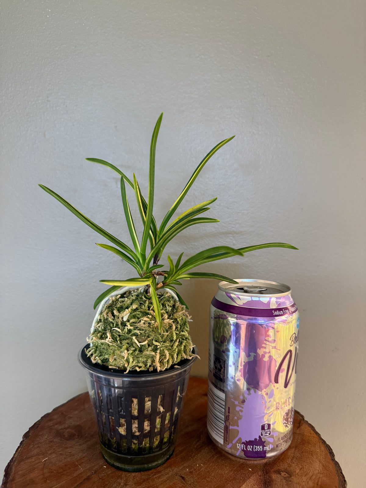 Neofinetia falcata Shinkoto 新湖東