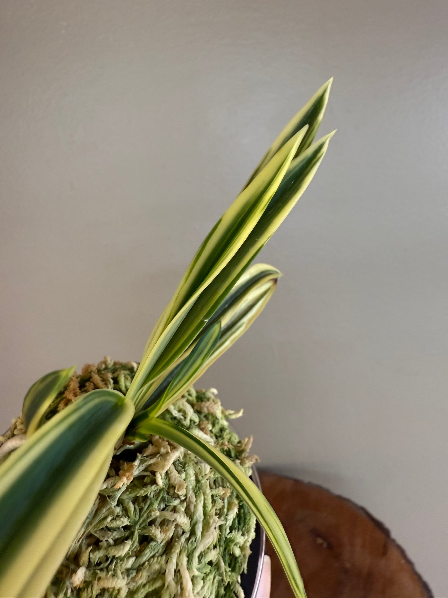 Neofinetia falcata Yuri (Amami Kanpaku) 琉璃