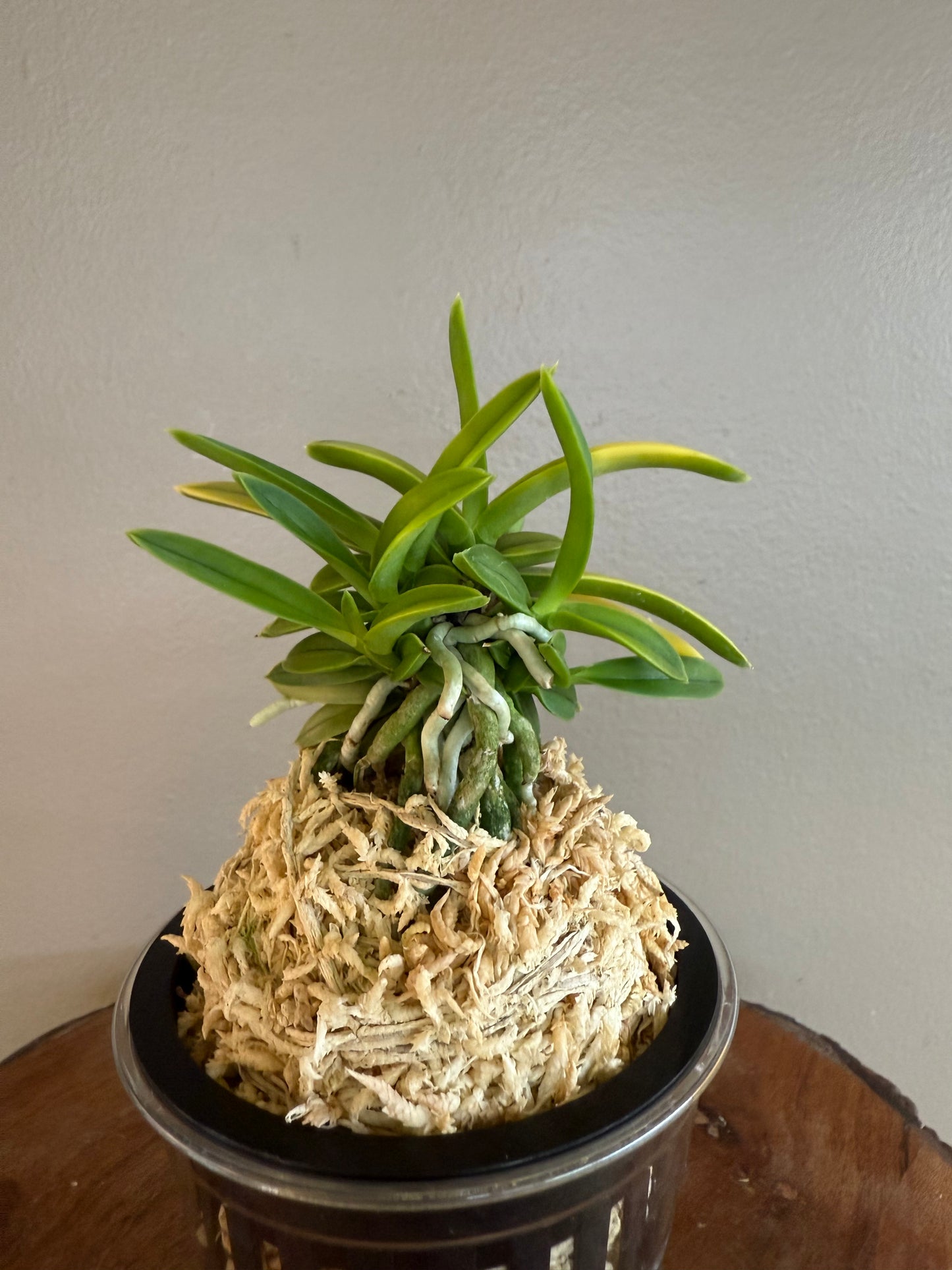 Neofinetia falcata Kinroukaku 金樓閣