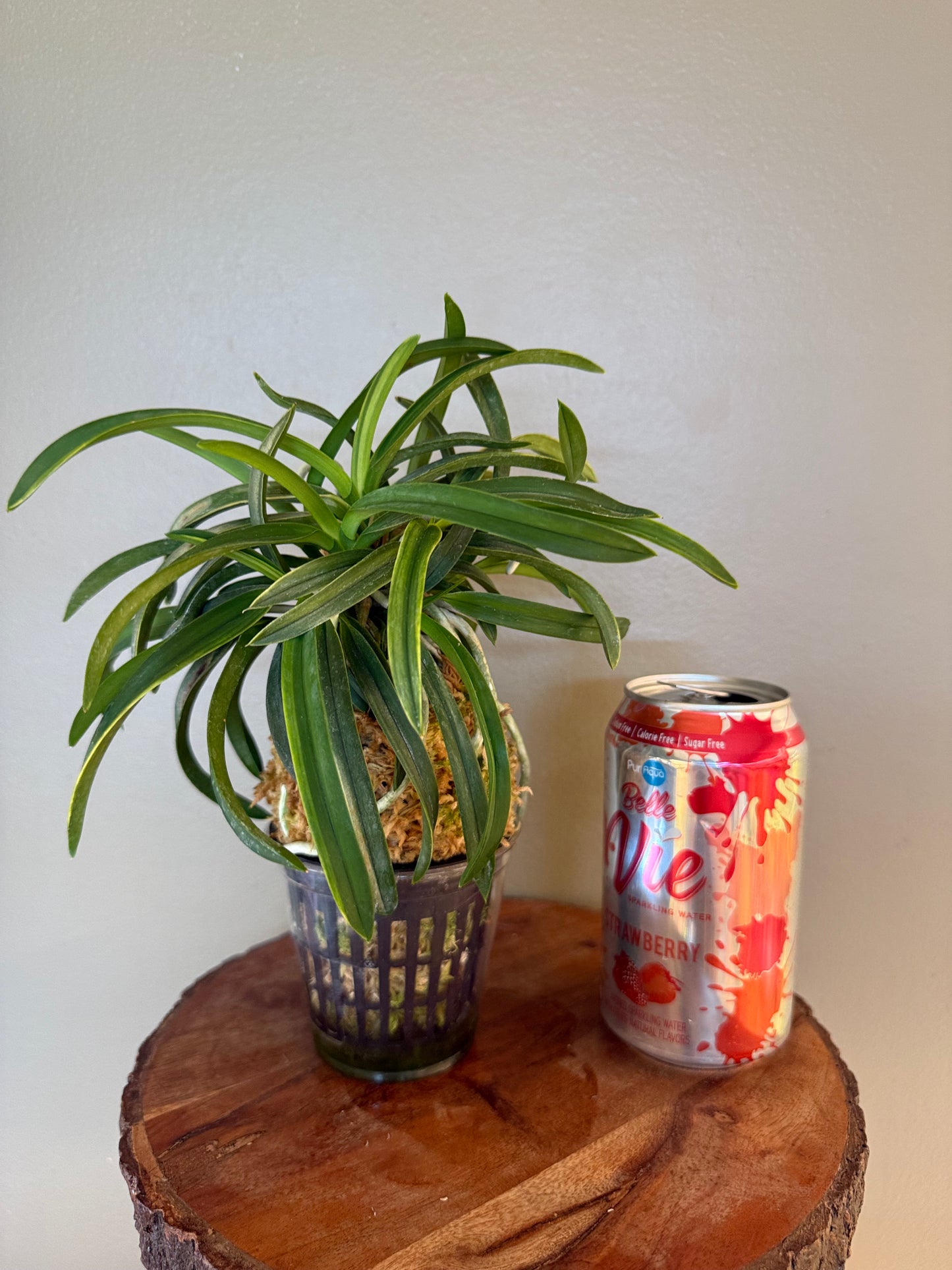 Neofinetia falcata Fugaku 富嶽