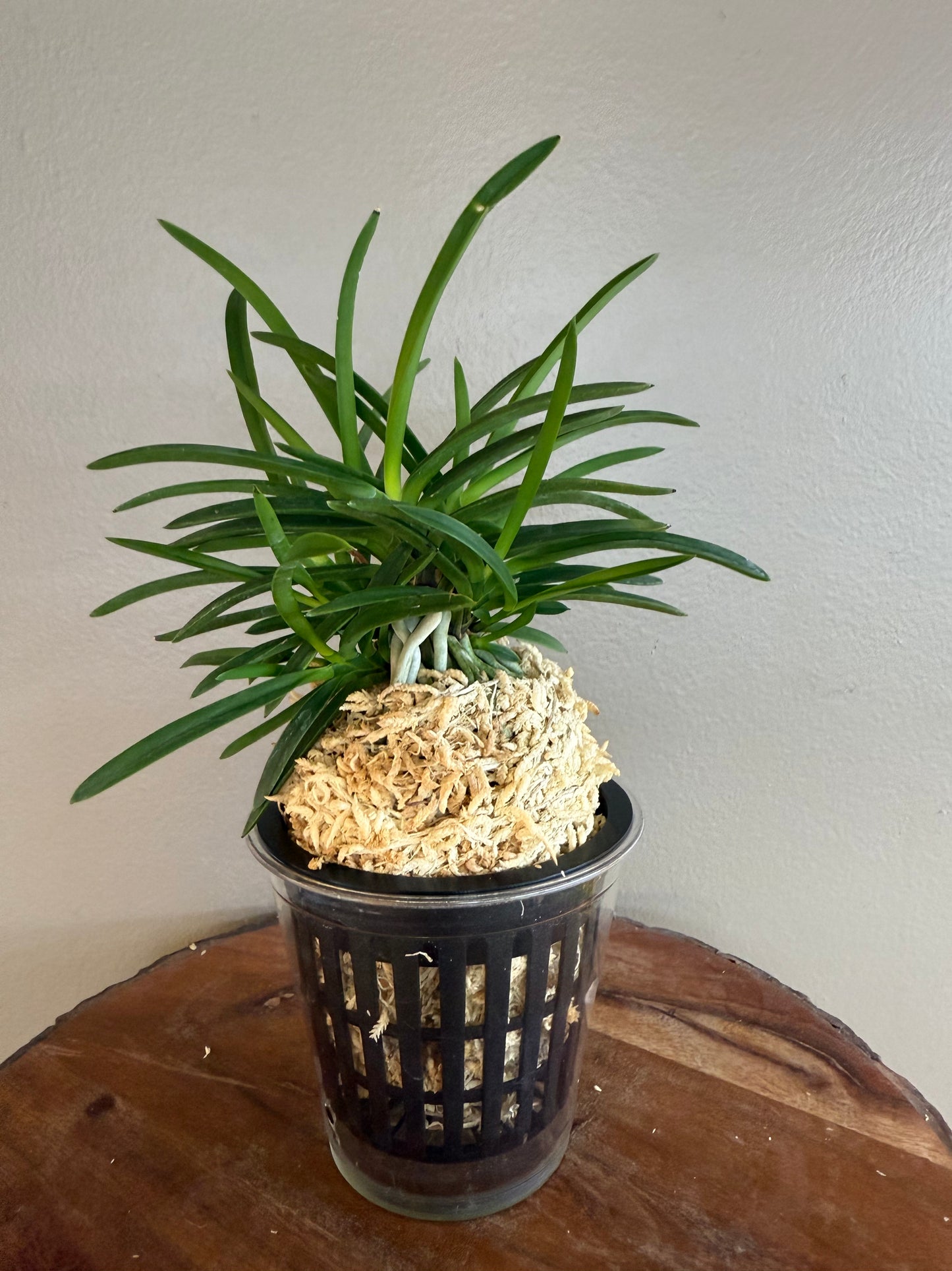 Neofinetia falcata Benitengu 紅天狗