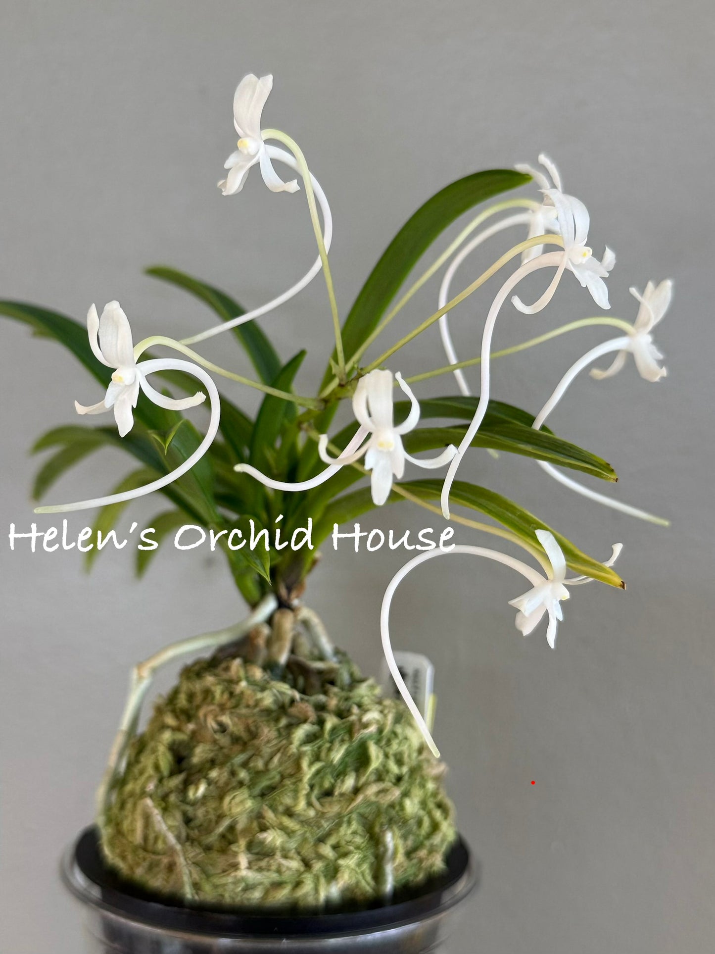 Neofinetia falcata Seoljungsong 雪中松