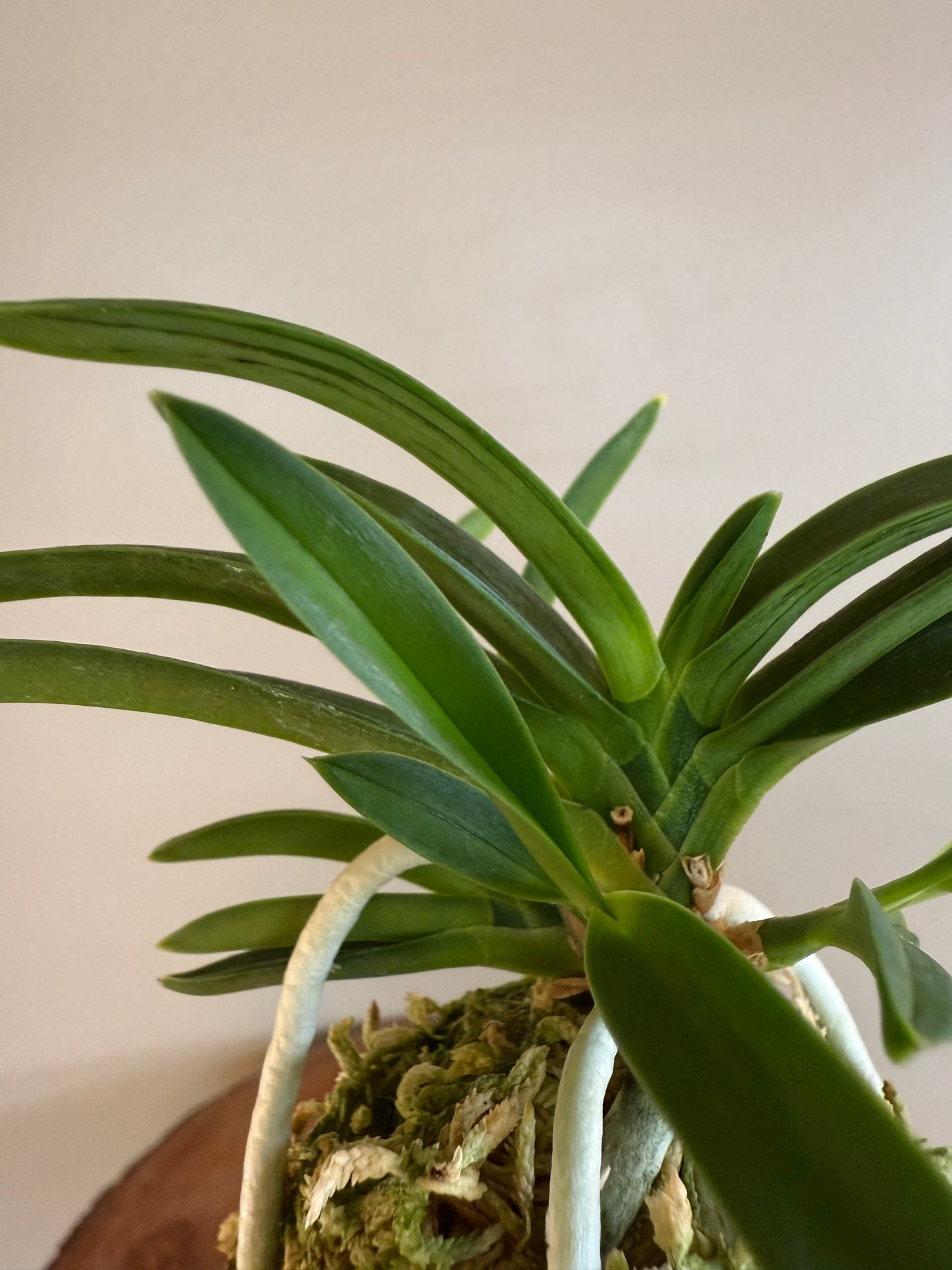 Neofinetia falcata Suminagashi 墨流