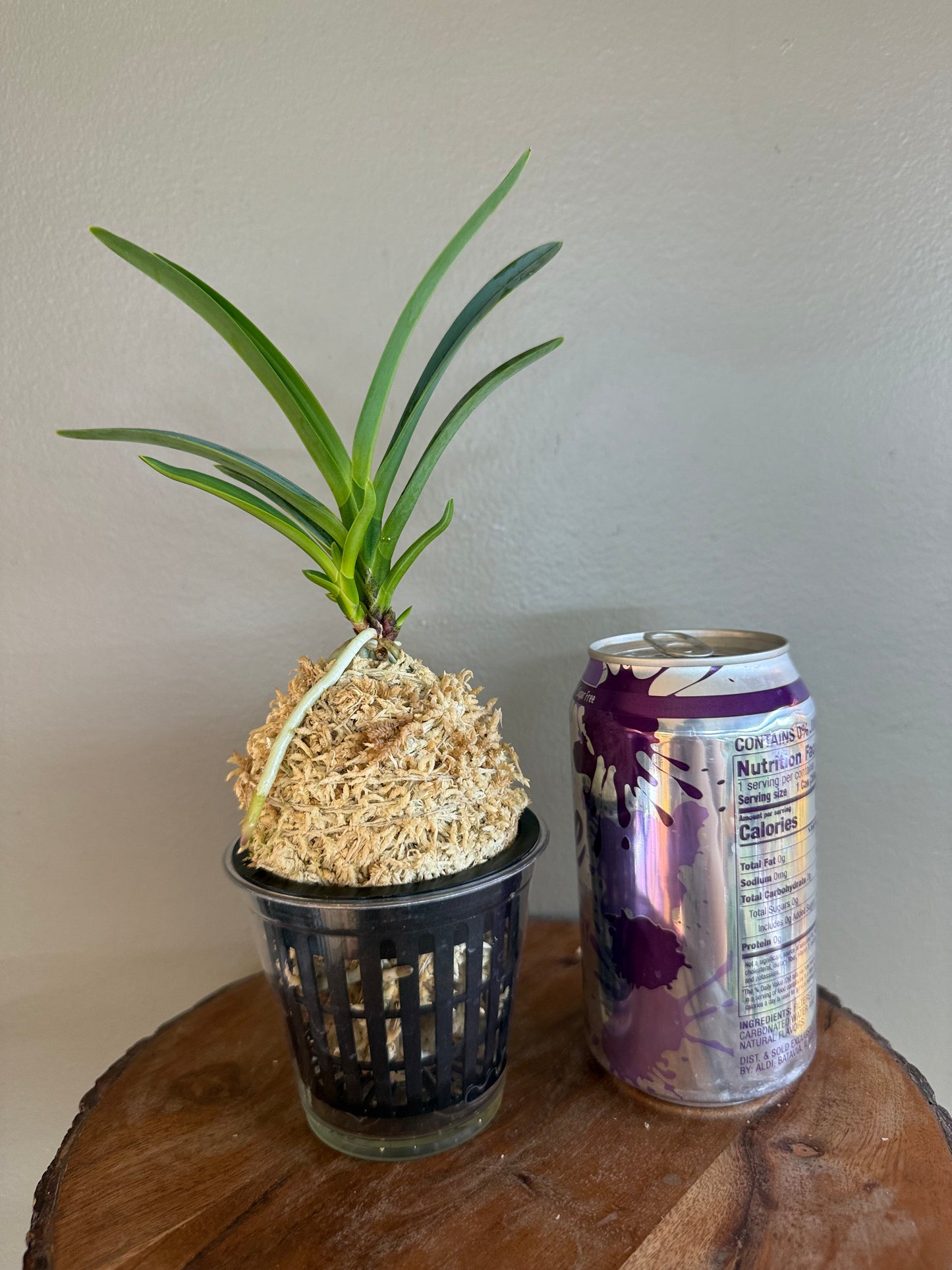 Neofinetia falcata Misukage 御簾影