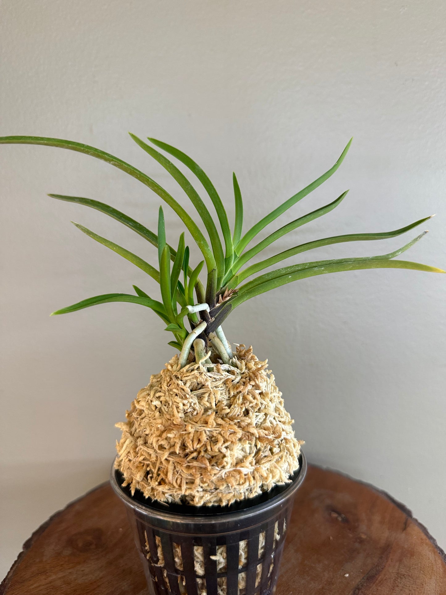 Neofinetia falcata Manjushage 曼珠沙華