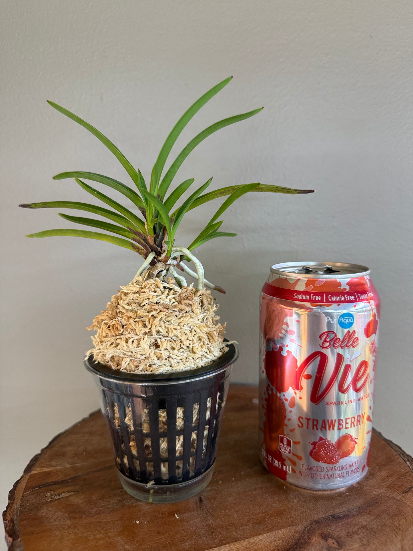 Neofinetia falcata 京美人 Kyobijin
