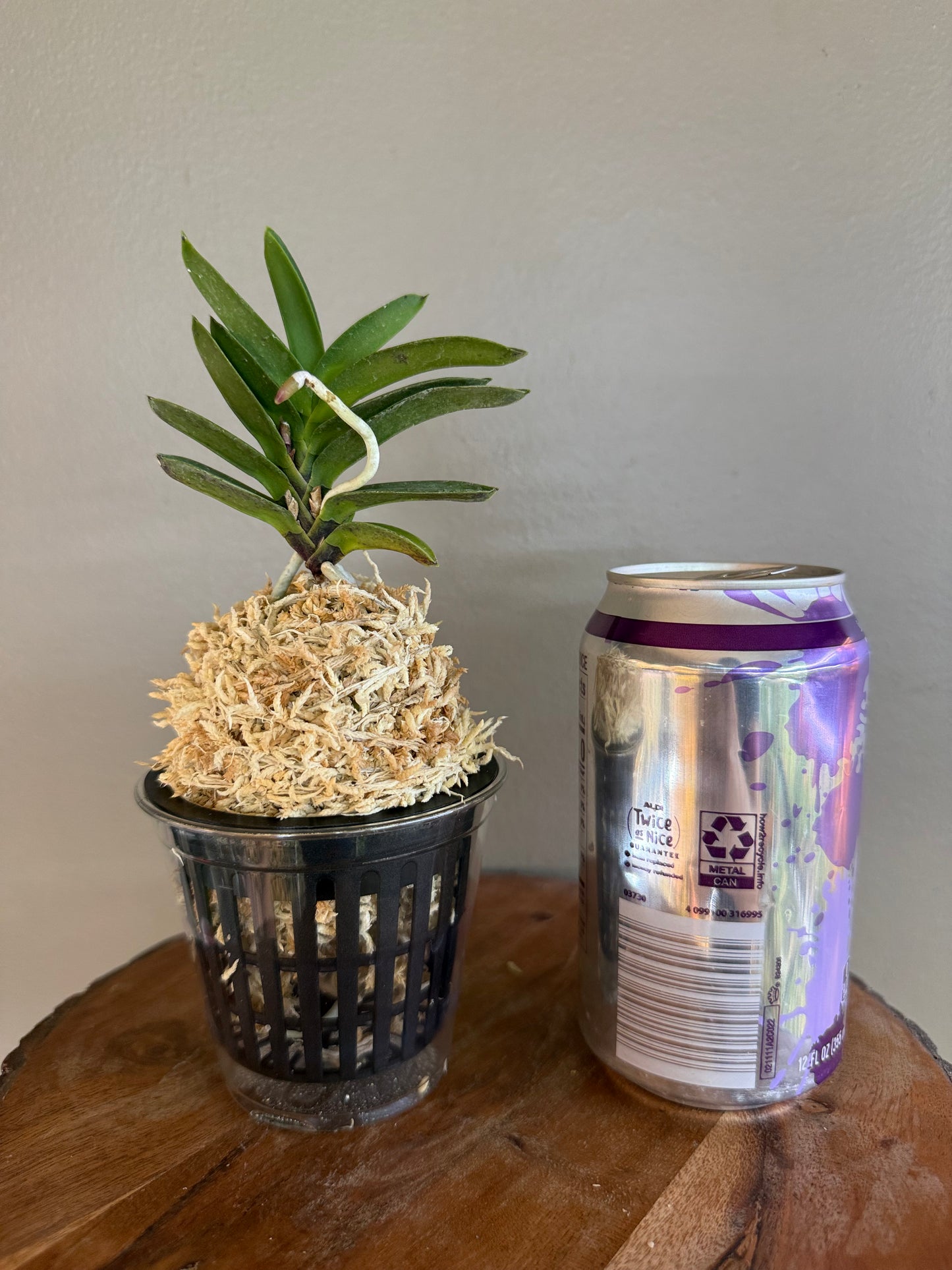 Neofinetia falcata Tengyokuho 天玉宝