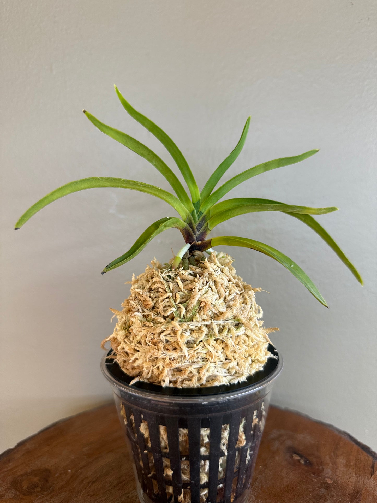 Neofinetia falcata Soubiryu 双尾龍