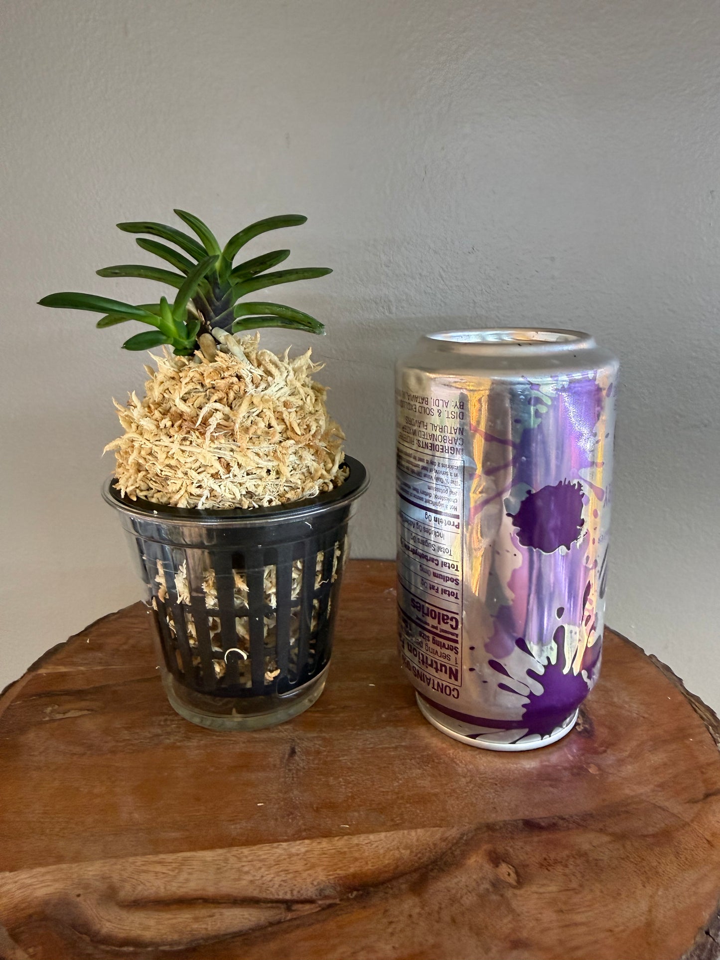 Neofinetia falcata Shigyoku 紫玉