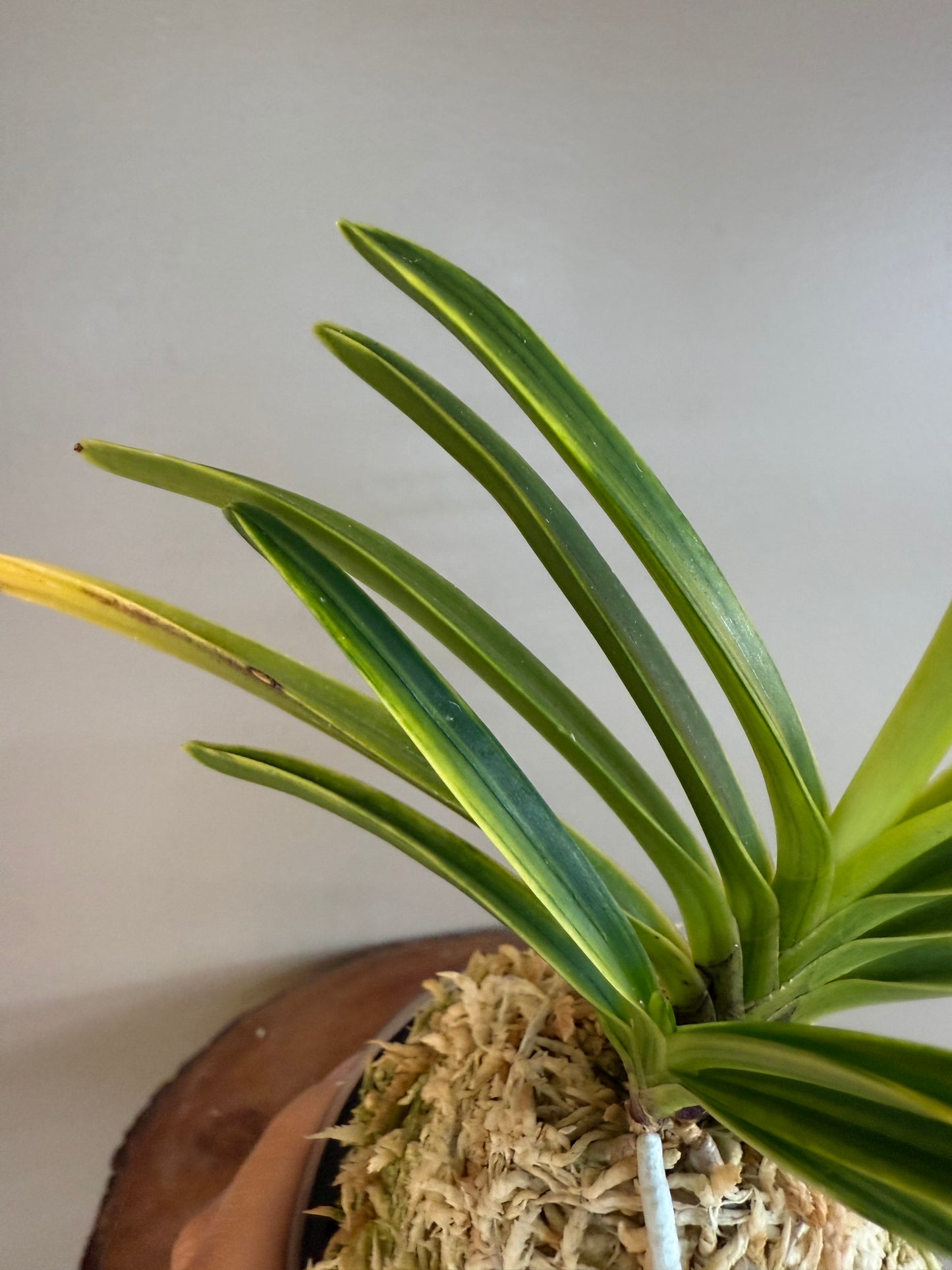 Neofinetia falcata Shukou Nishiki 秋紅錦