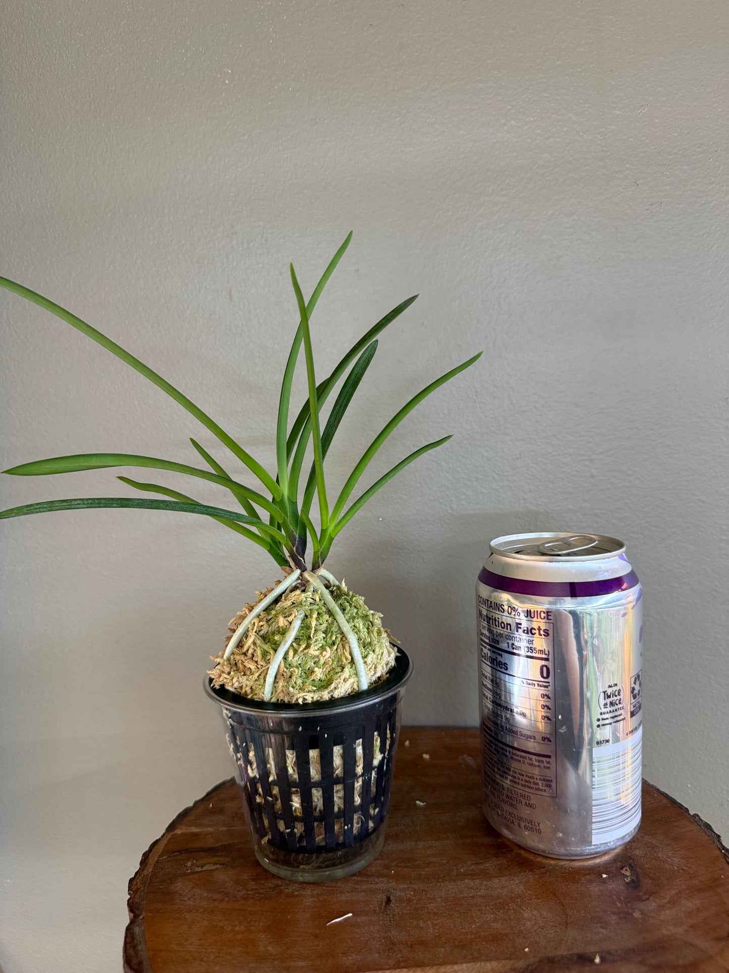 Neofinetia falcata Garyu 臥龍