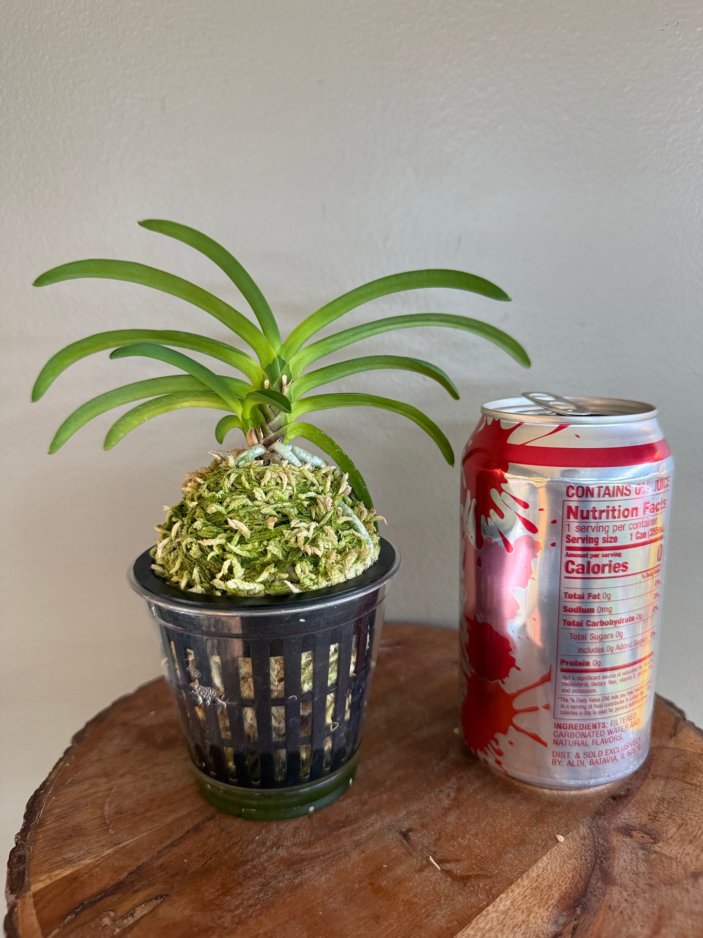 Neofinetia falcata Daehwanghae 大黃海(Onamiseikai kibana)