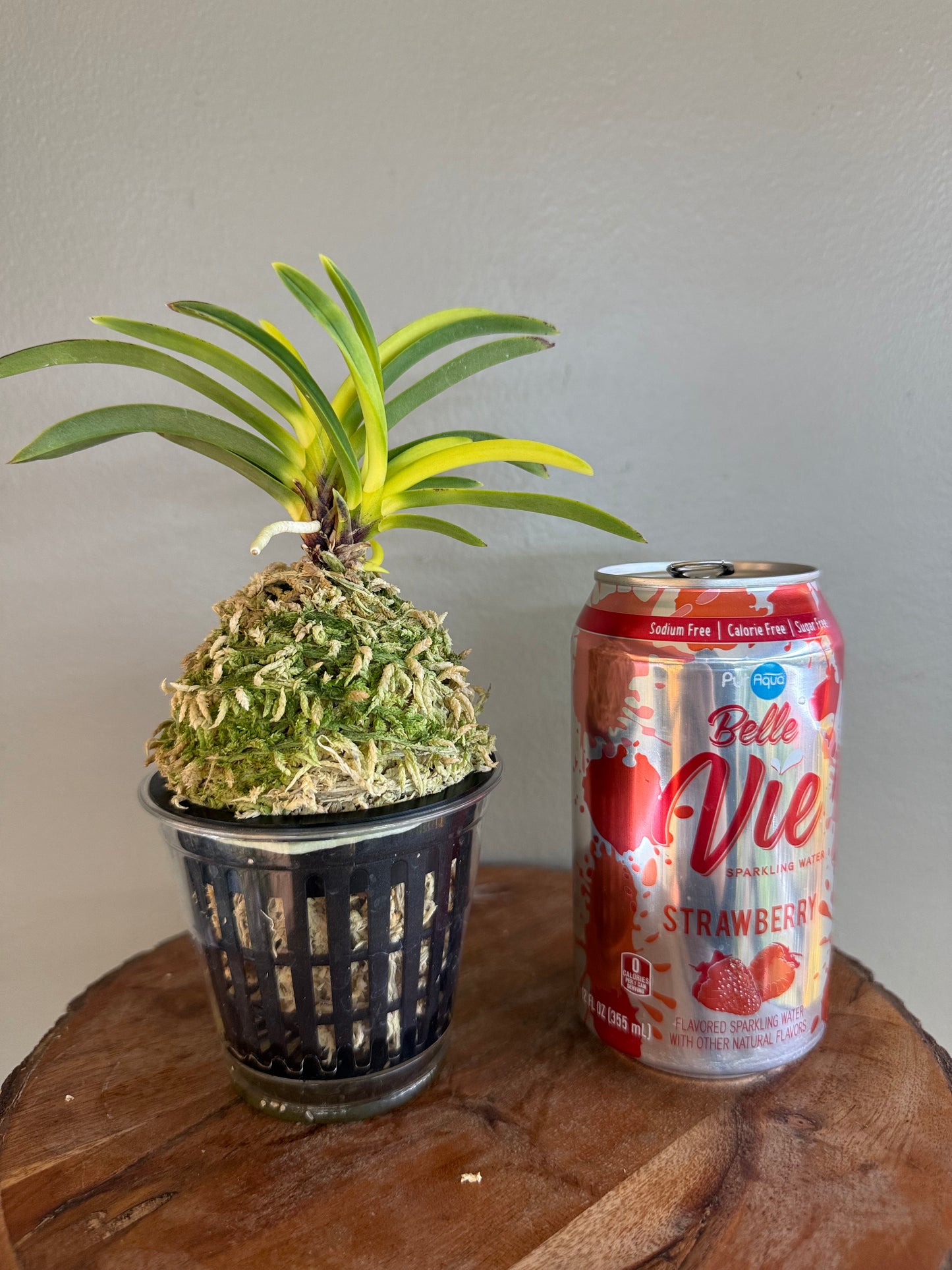 Neofinetia falcata Izumibotan 泉牡丹