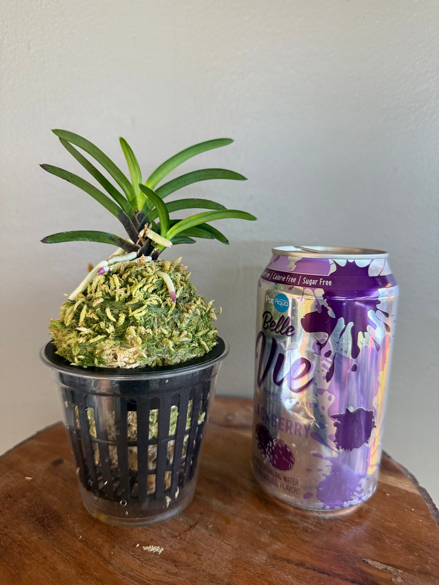 Neofinetia falcata Yomeimon 陽明門