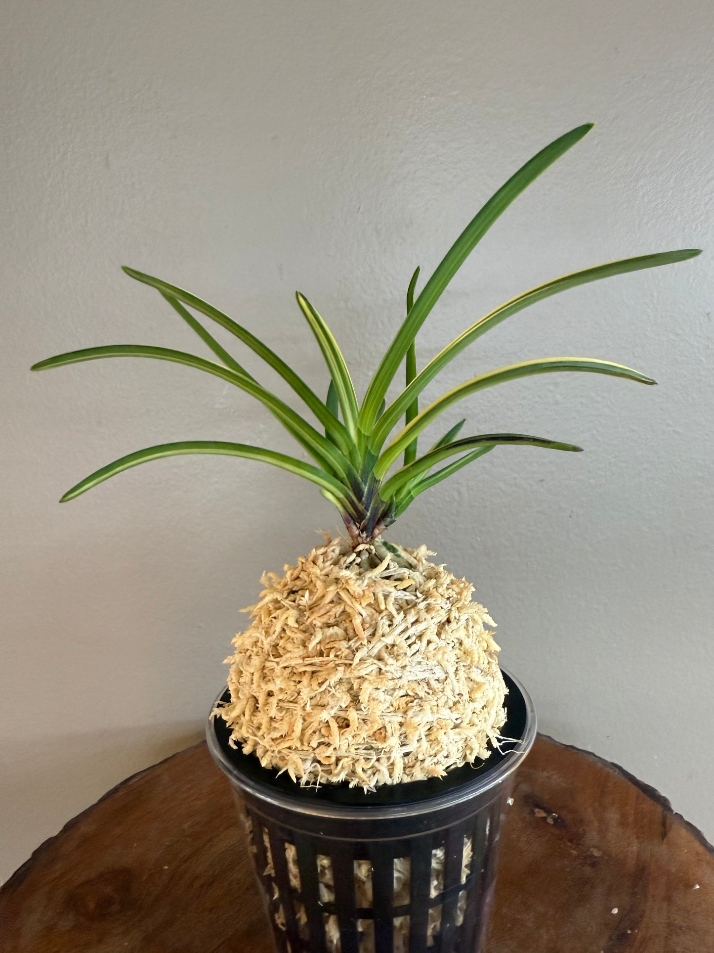 Neofinetia falcata Miyakohabutae 都羽二重