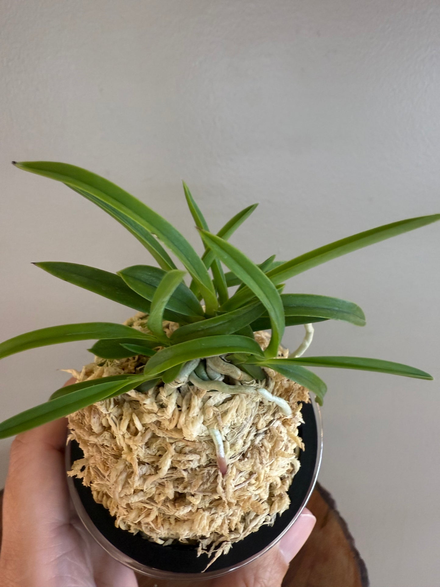 Neofinetia falcata Kishu Ryokufu 紀州綠風