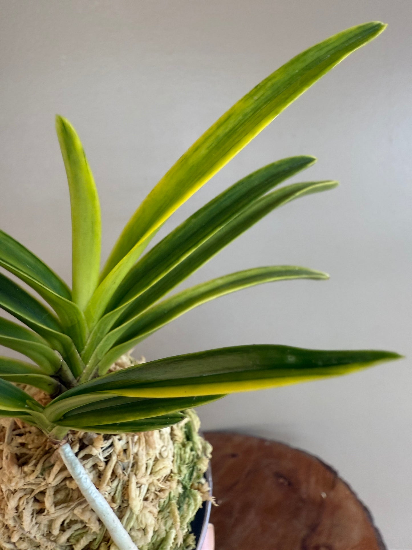 Neofinetia falcata Shukou Nishiki 秋紅錦
