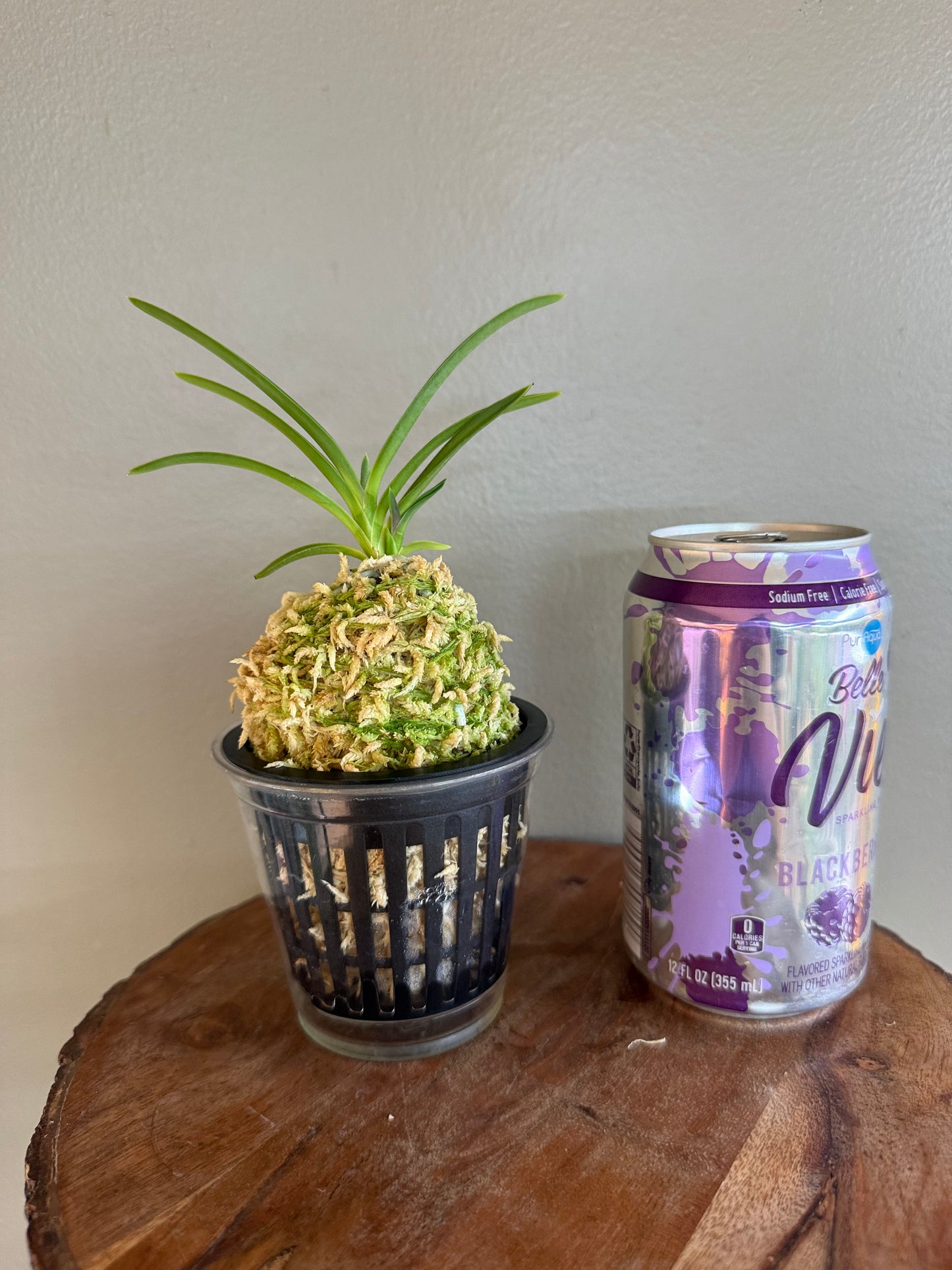 Neofinetia falcata Gongju 公主 (dark pink) Rare