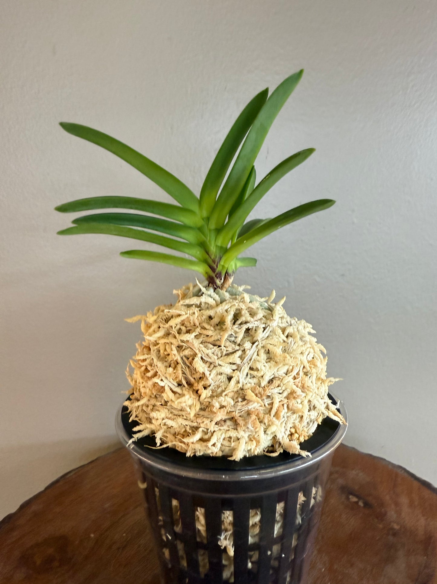 Neofinetia falcata Juhongseong 朱紅星