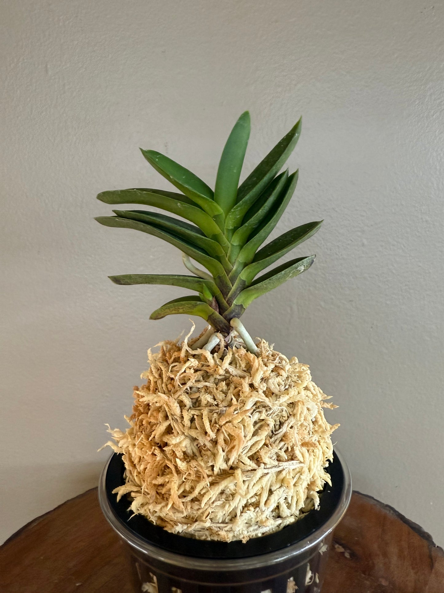 Neofinetia falcata Tengyokuho 天玉宝