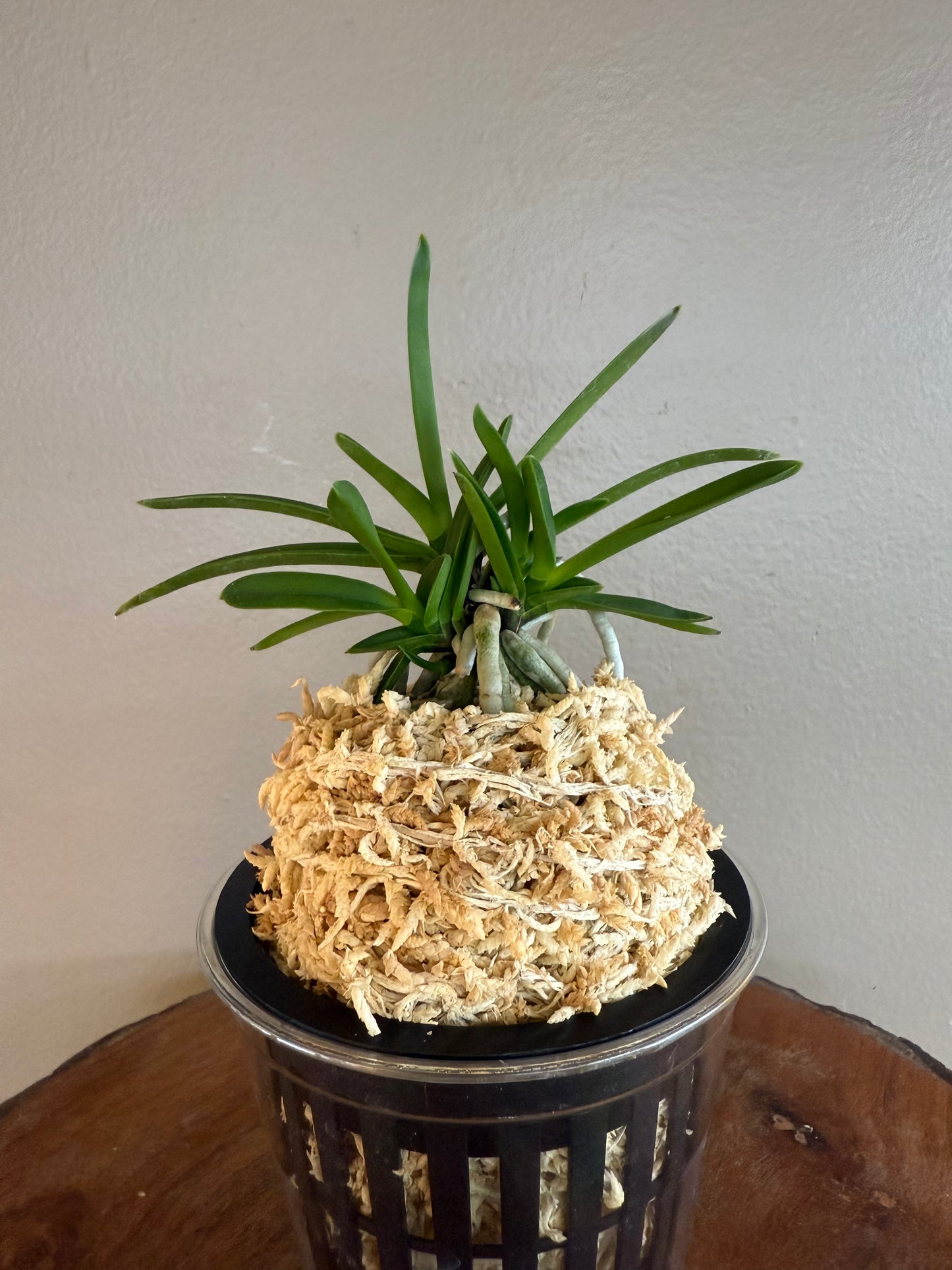 Neofinetia falcata Hisui 翡翠