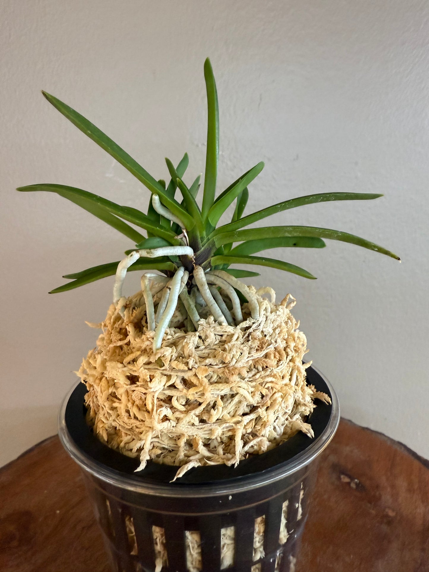 Neofinetia falcata Hisui 翡翠