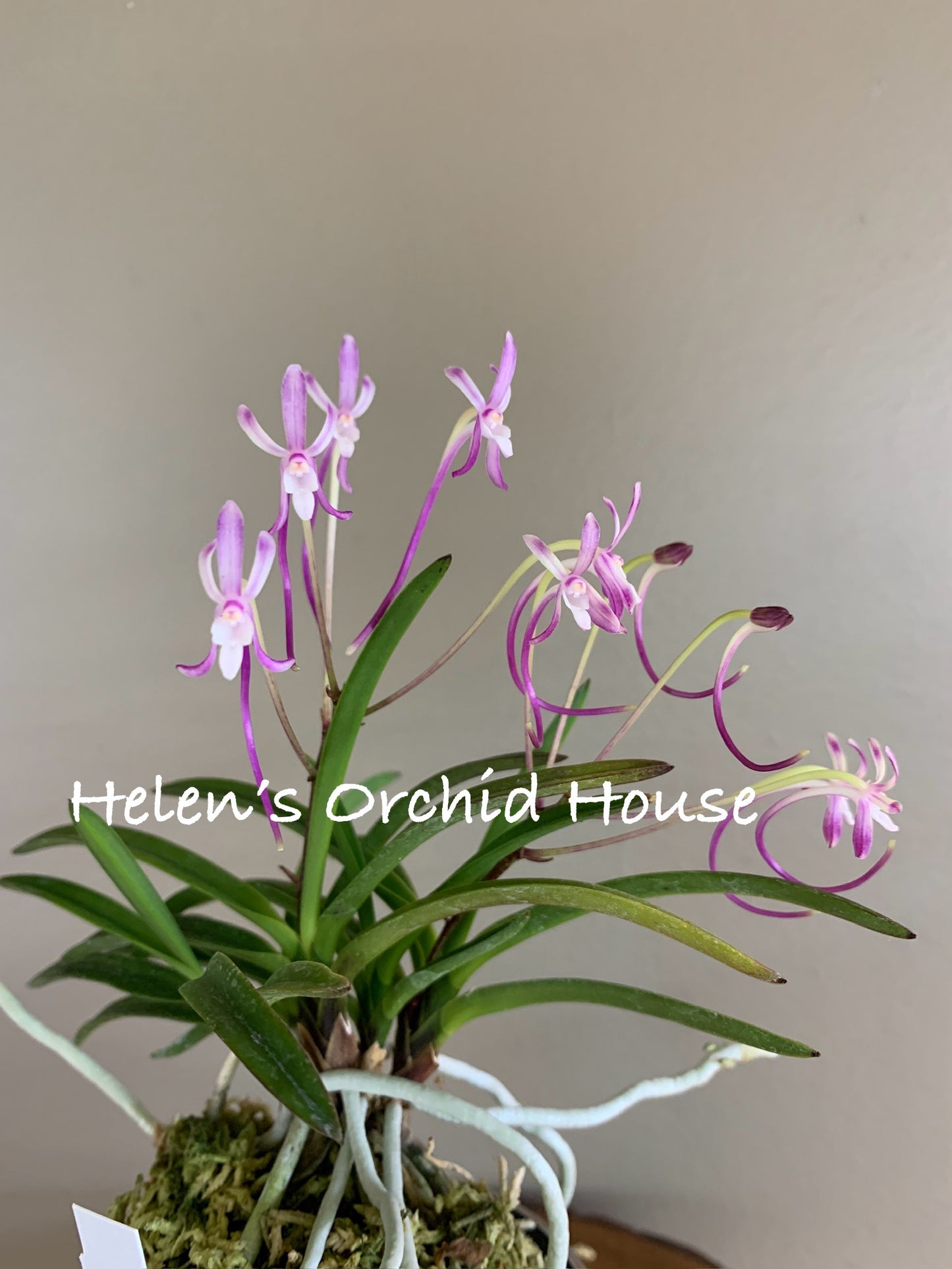 Neofinetia falcata Benitengu 紅天狗