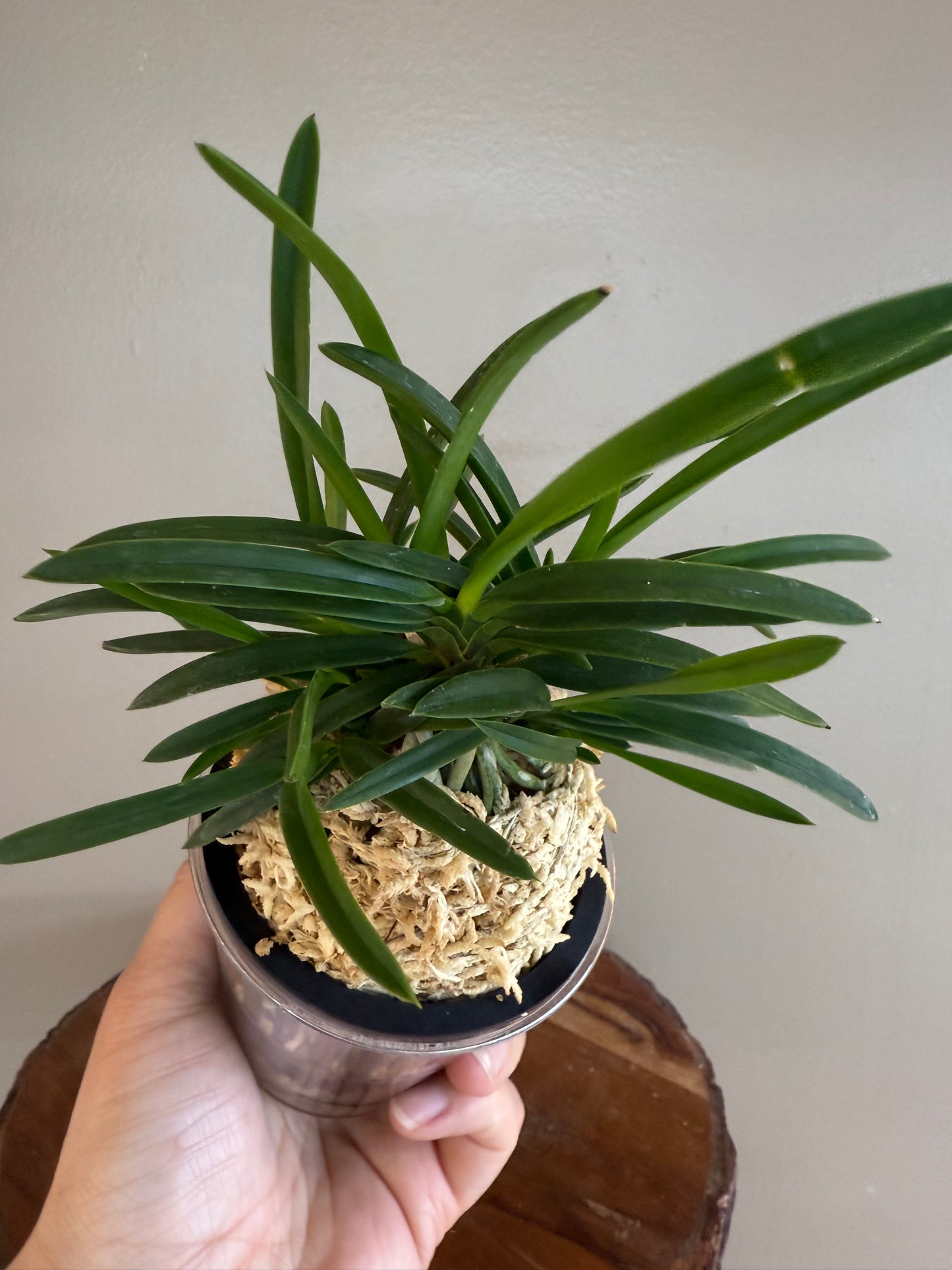 Neofinetia falcata Benitengu 紅天狗