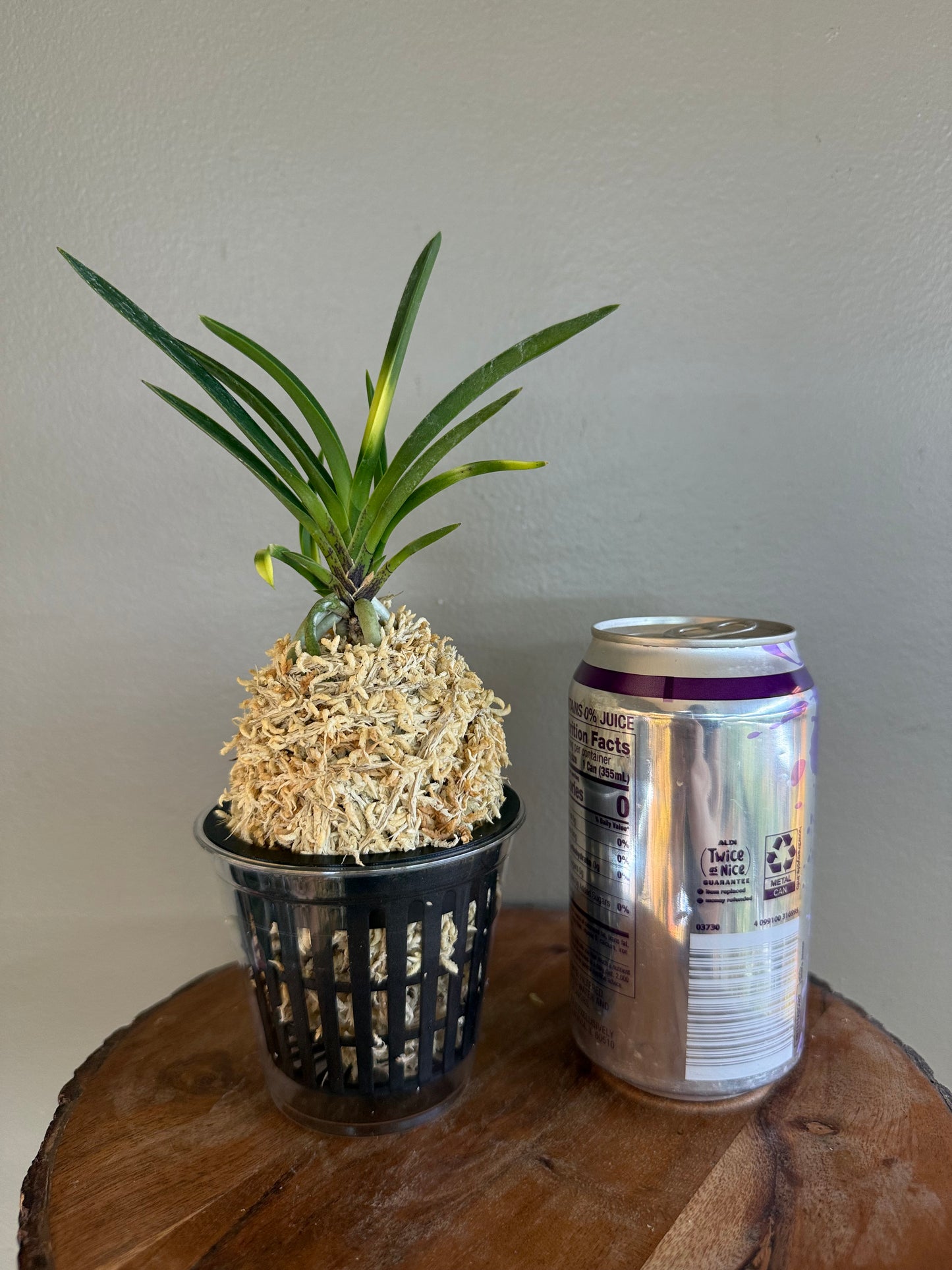 Neofinetia falcata Kyokusho 旭昇