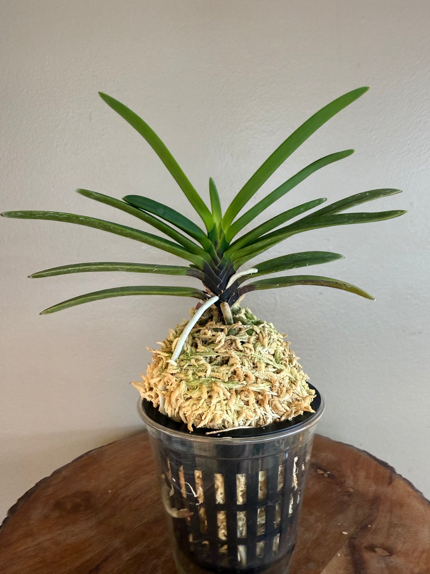 Neofinetia falcata Hanakanzashi 花簪